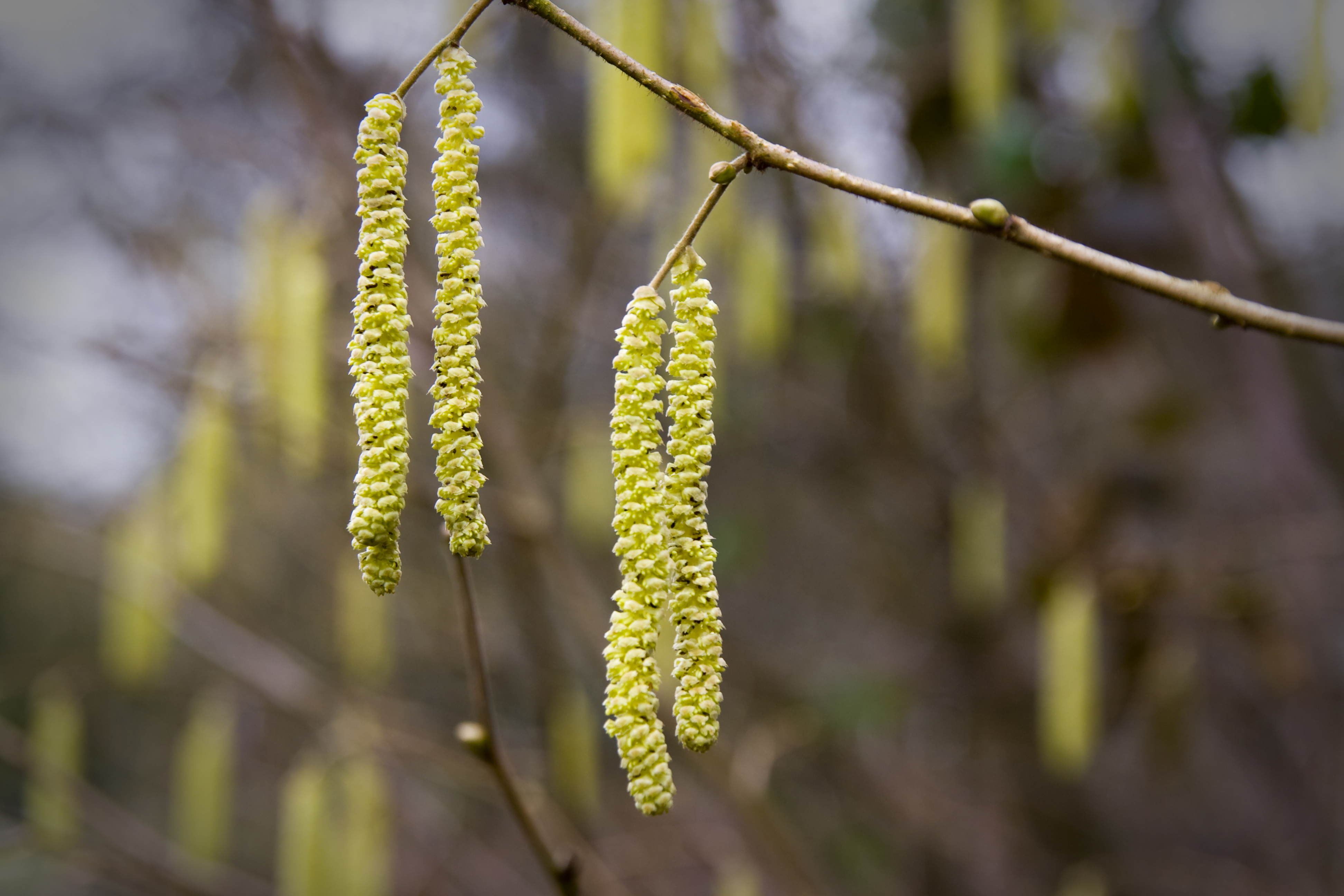 First signs of spring (3313522827)