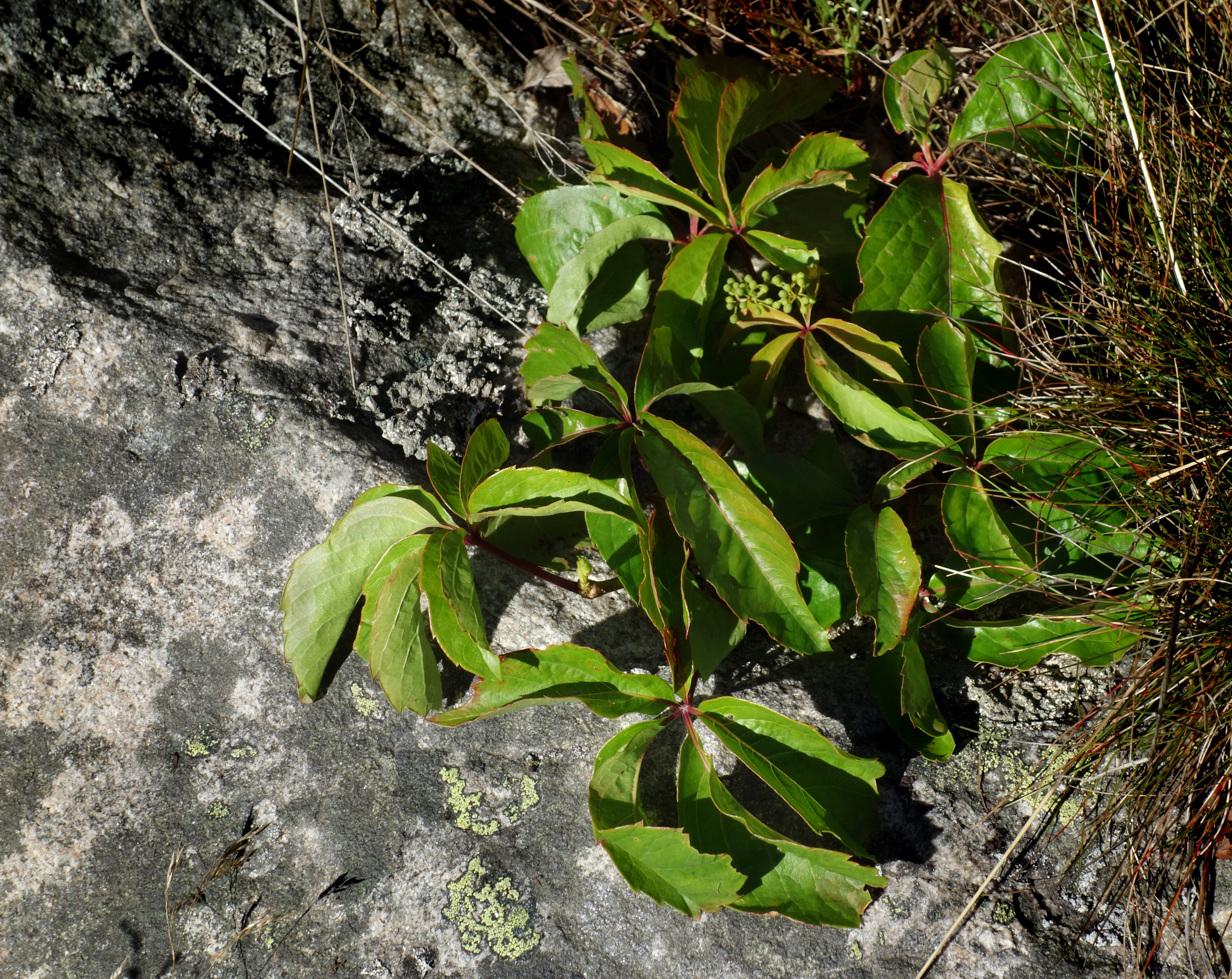 Five-leaved ivy on granite