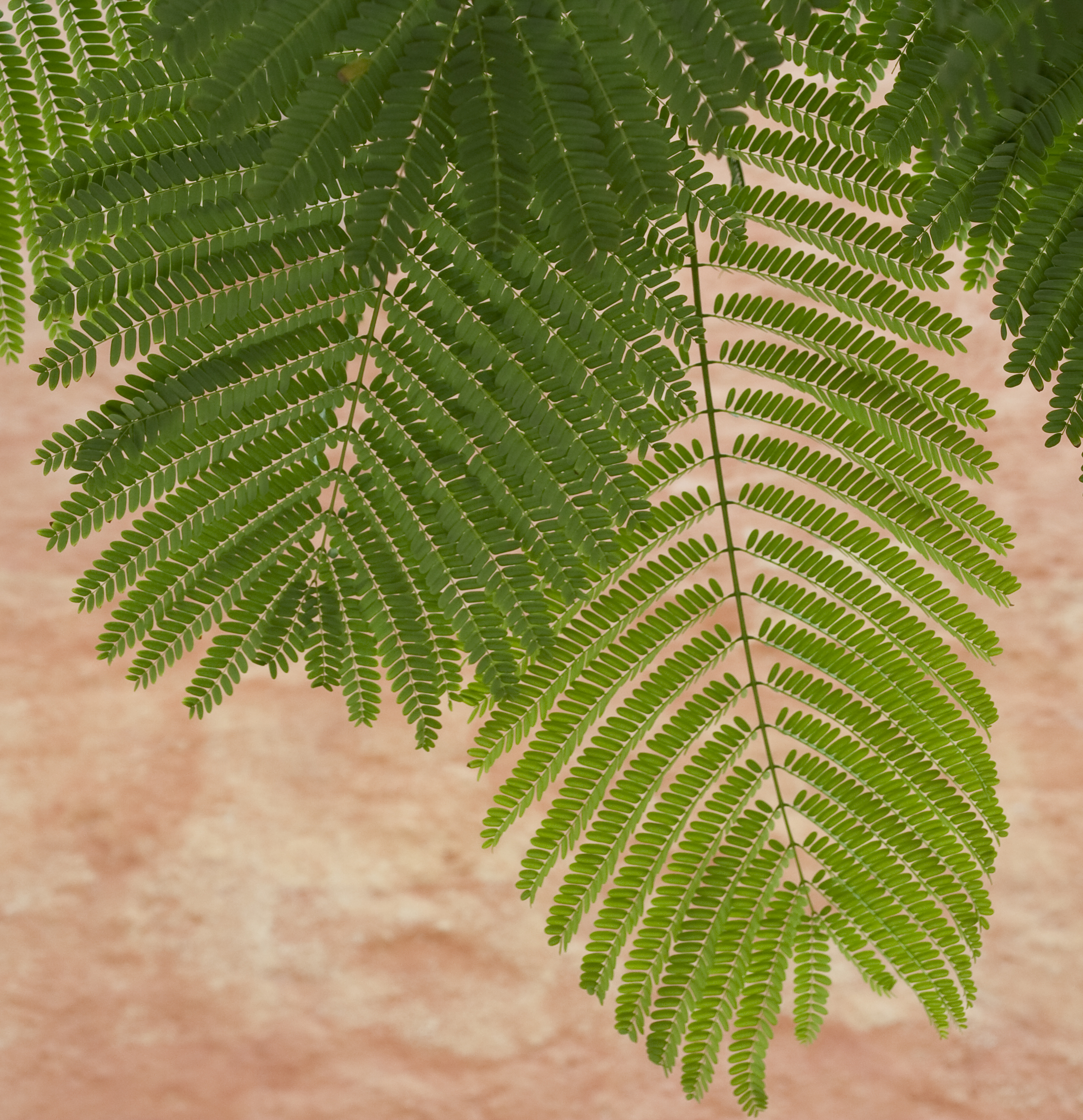 Flamboyant leaves 1 (4385126884)
