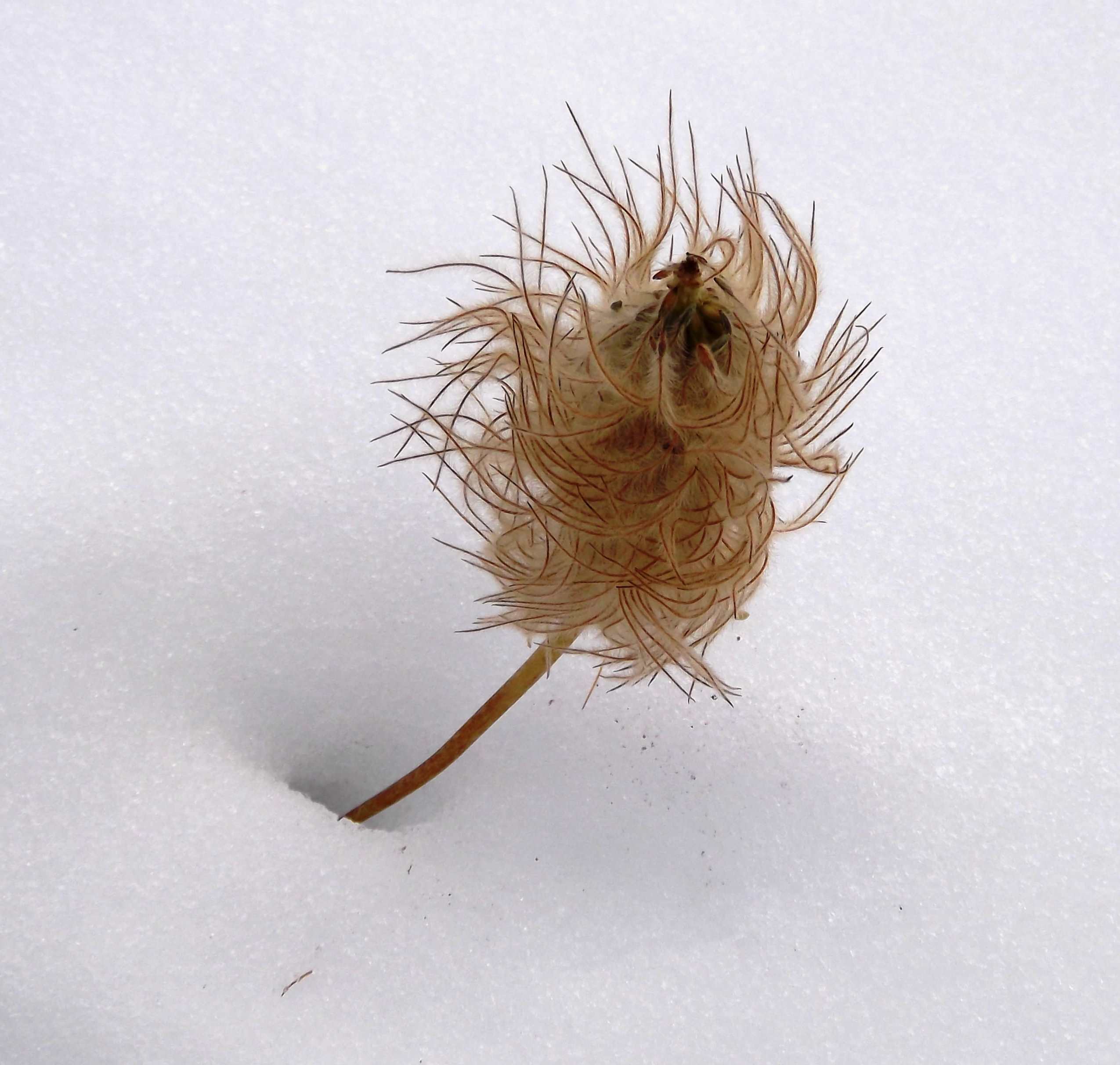 Flickr - brewbooks - Anemone occidentalis achene (1)