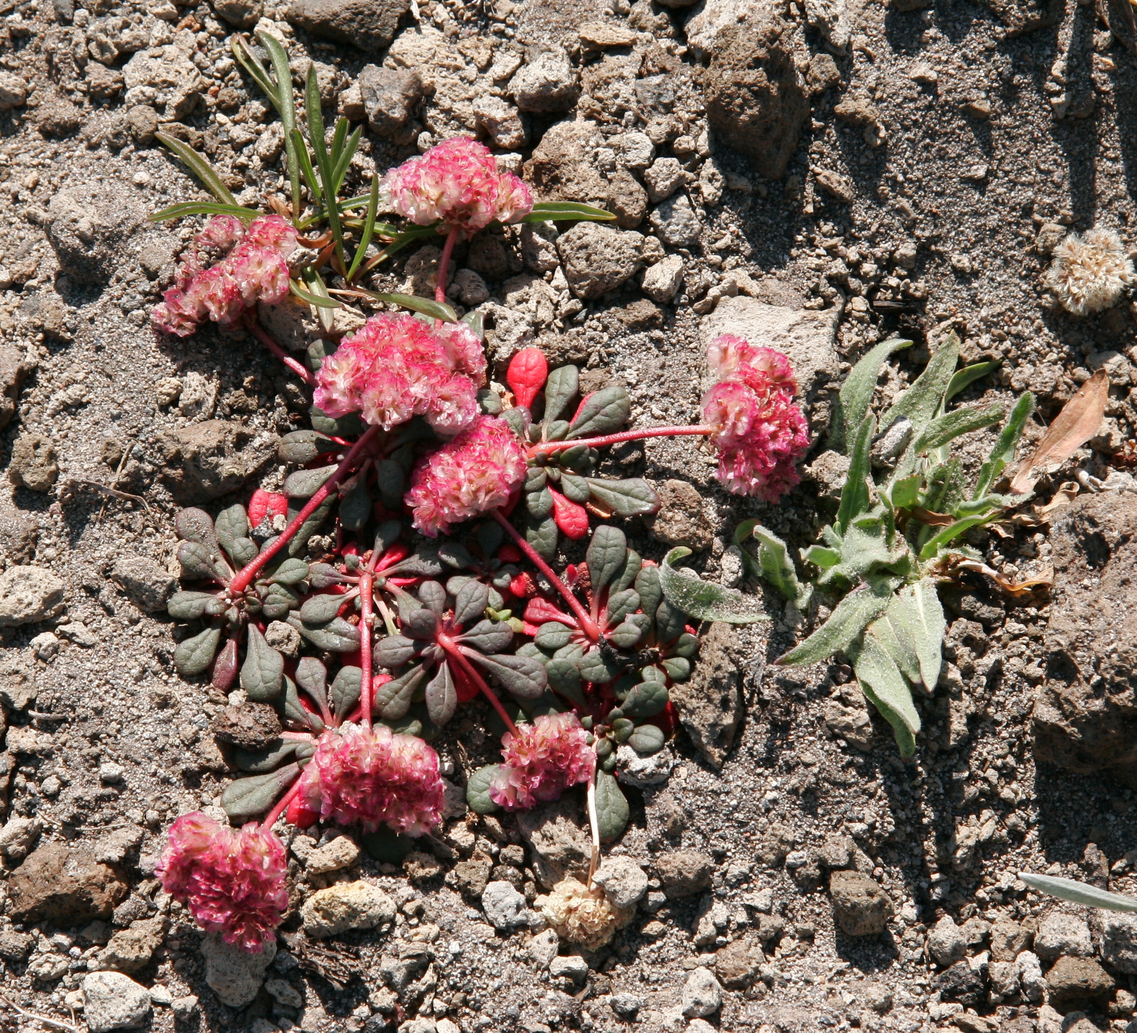 Flickr - brewbooks - Cistanthe umbellata