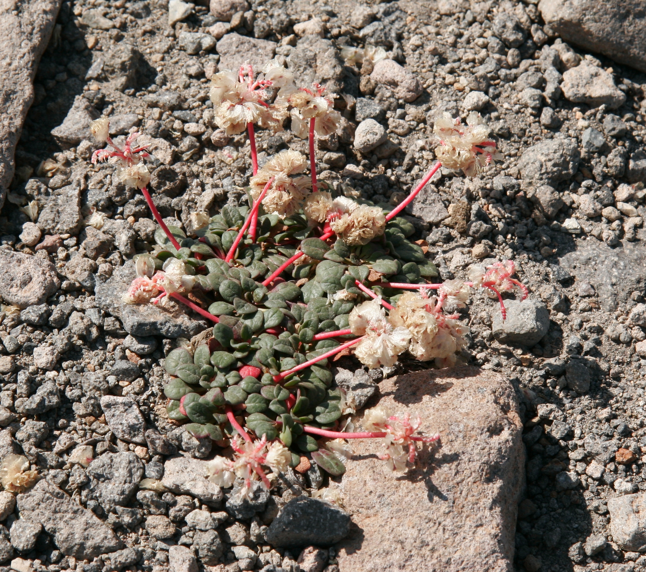 Flickr - brewbooks - Cistanthe umbellata (Pussypaws) at Burroughs 1