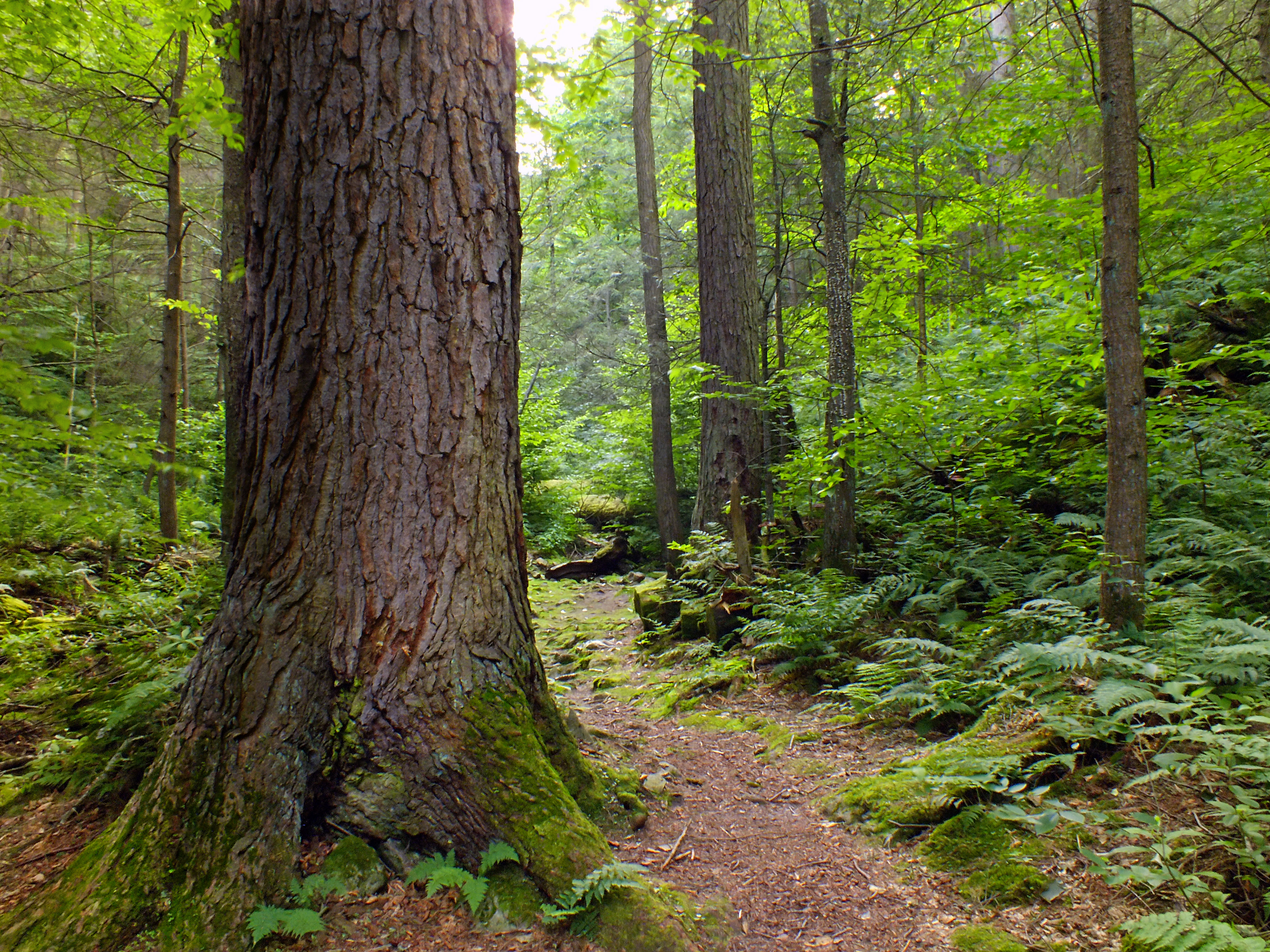Flickr - Nicholas T - Snyder-Middleswarth Natural Area (2)