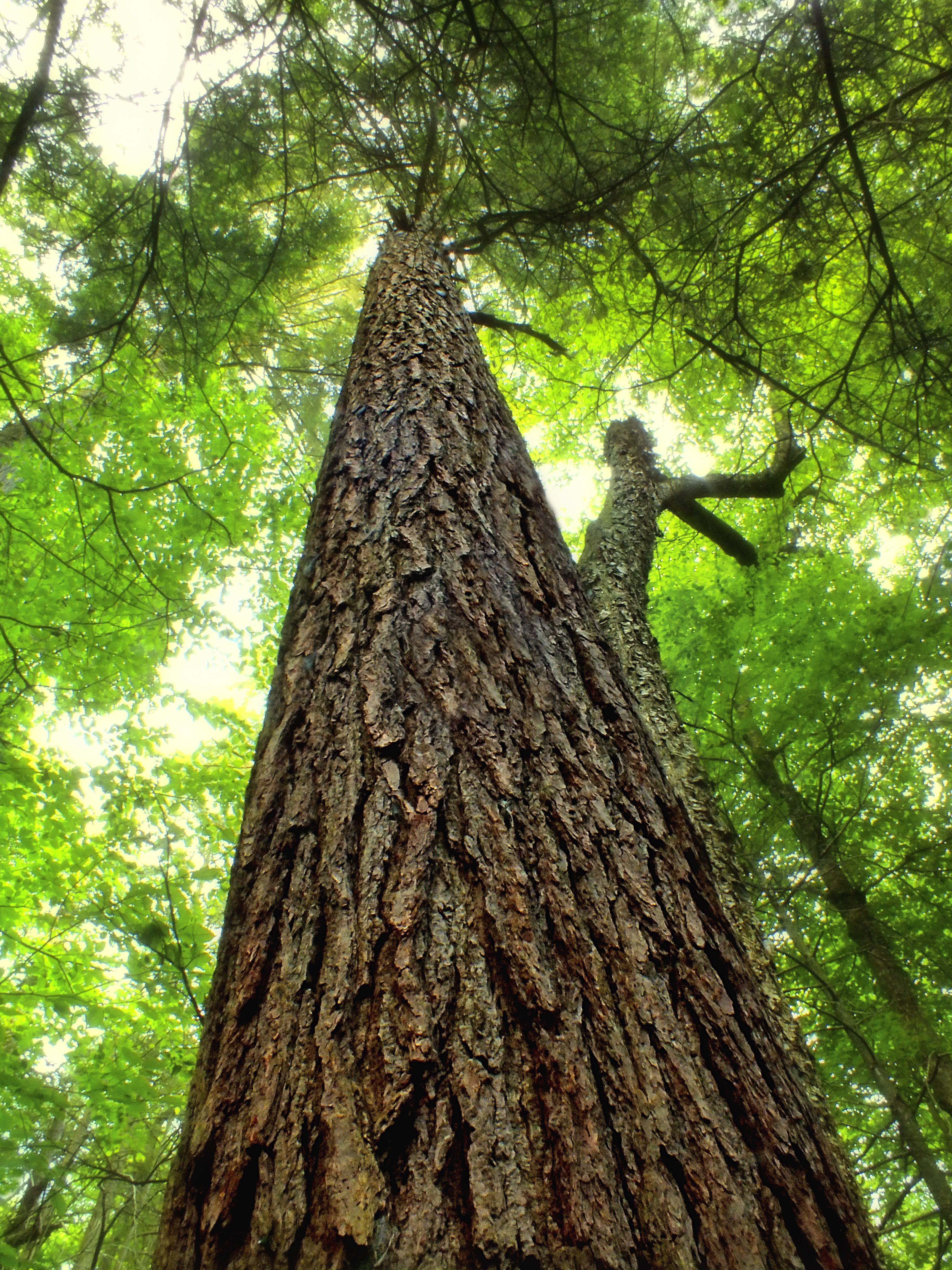 Flickr - Nicholas T - Snyder-Middleswarth Natural Area (4)