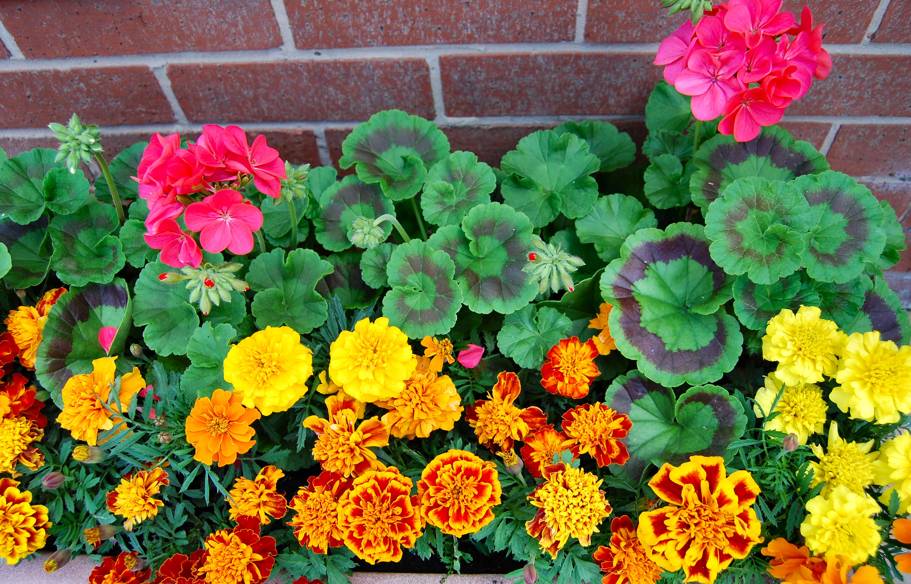 Flickr - ronsaunders47 - TROUGH OF BLOOMS .1