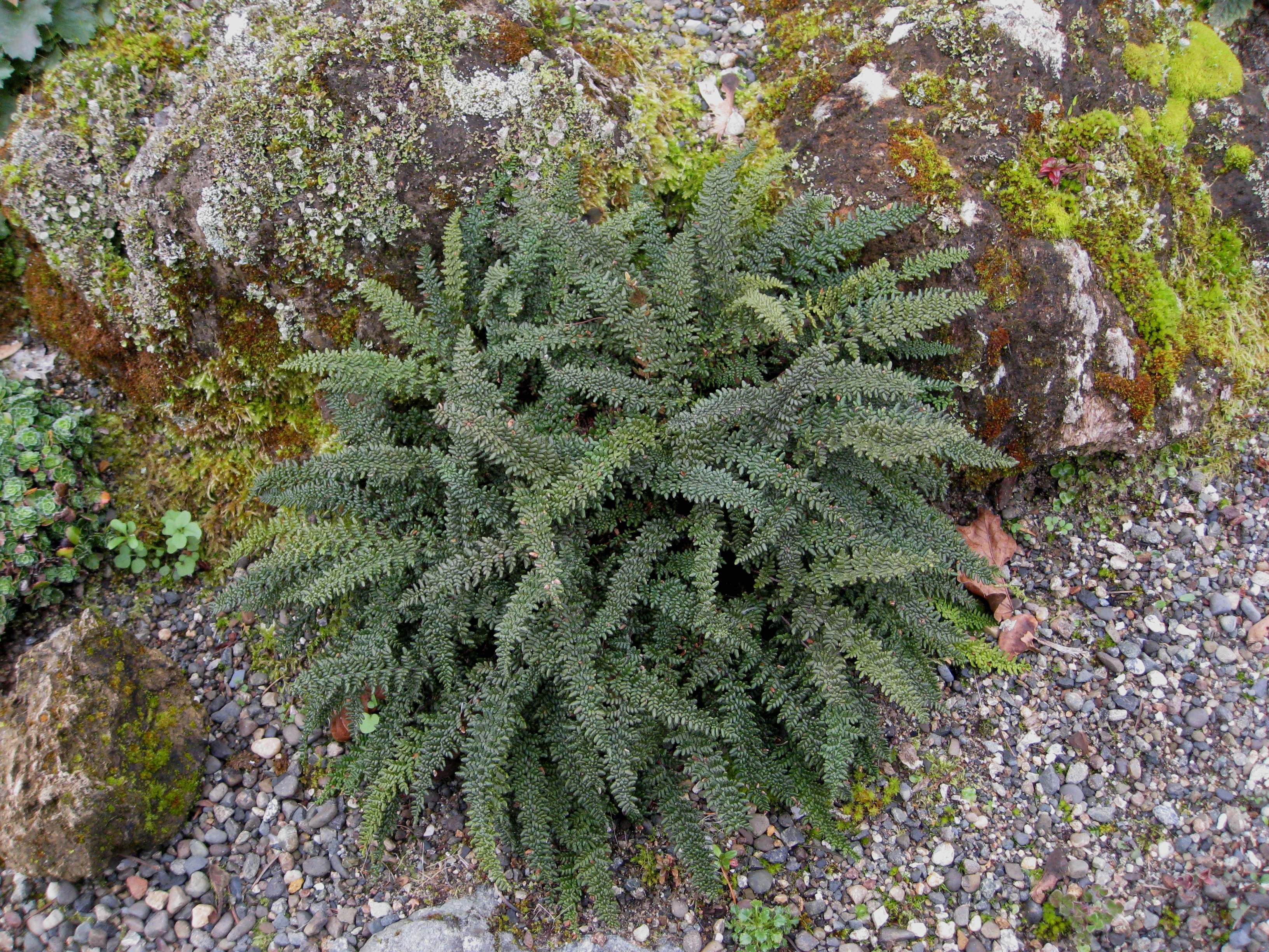 Flickr - brewbooks - To be Identified Fern