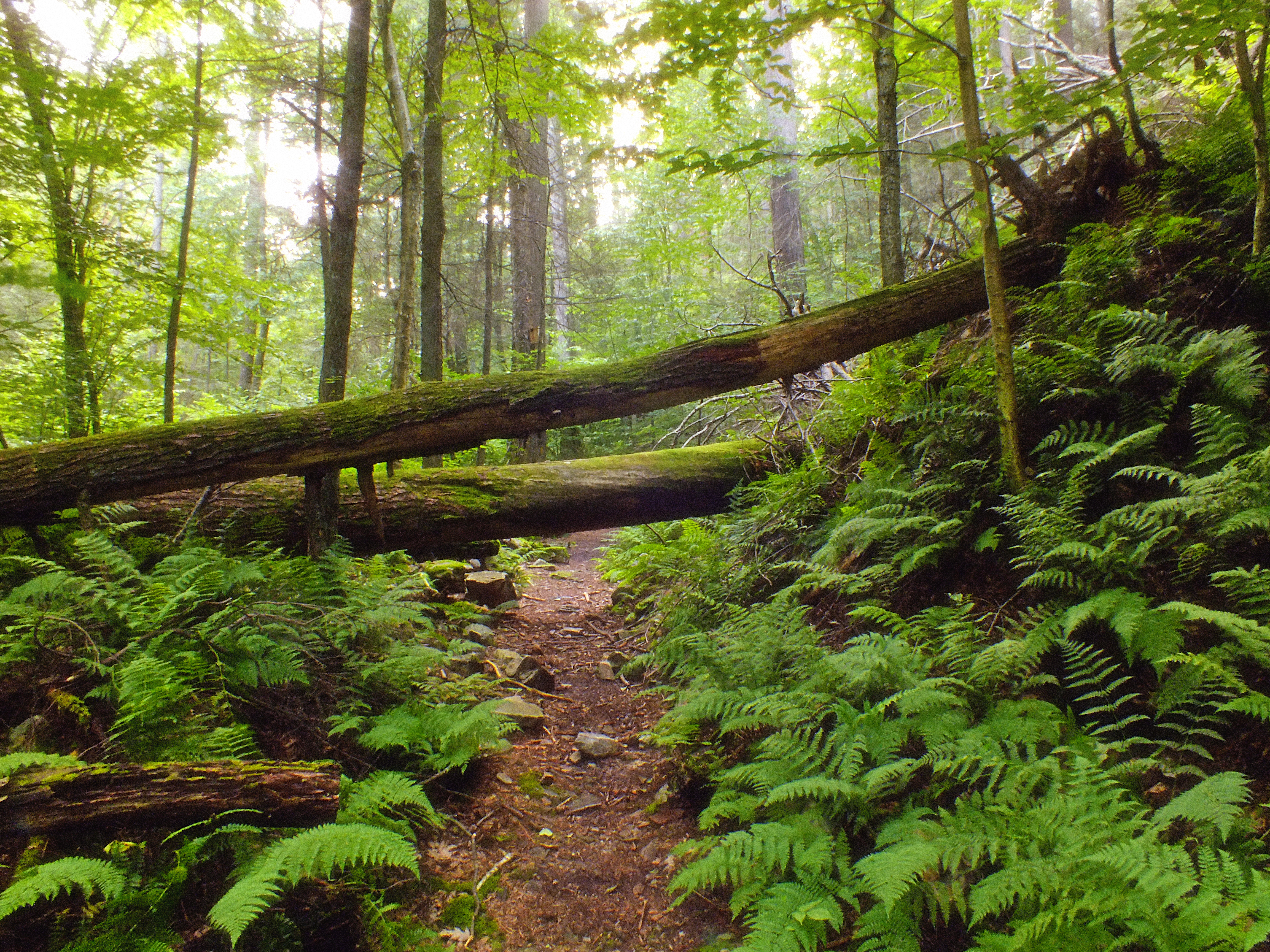 Flickr - Nicholas T - Snyder-Middleswarth Natural Area (7)