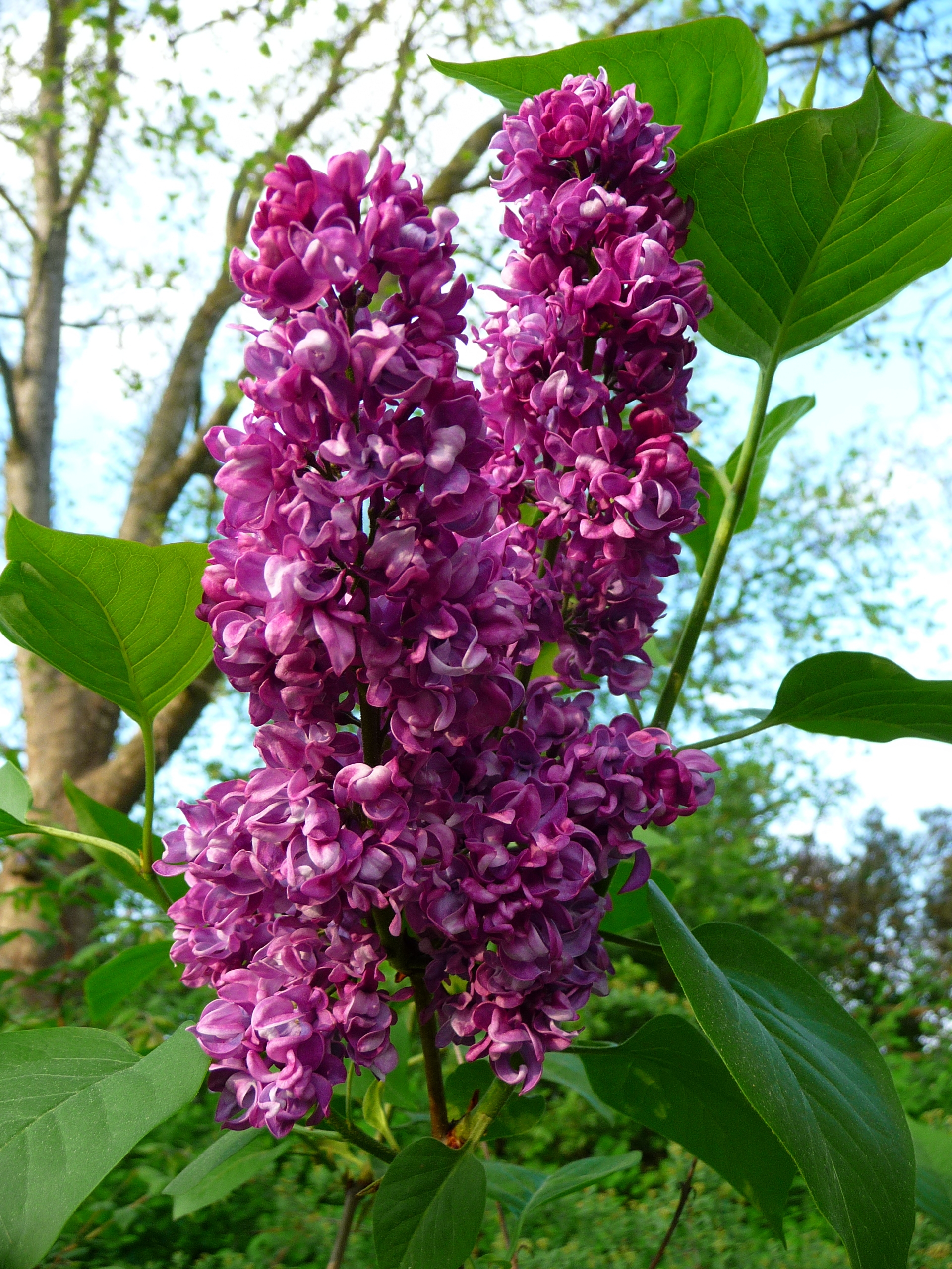 Fliederblüten lila