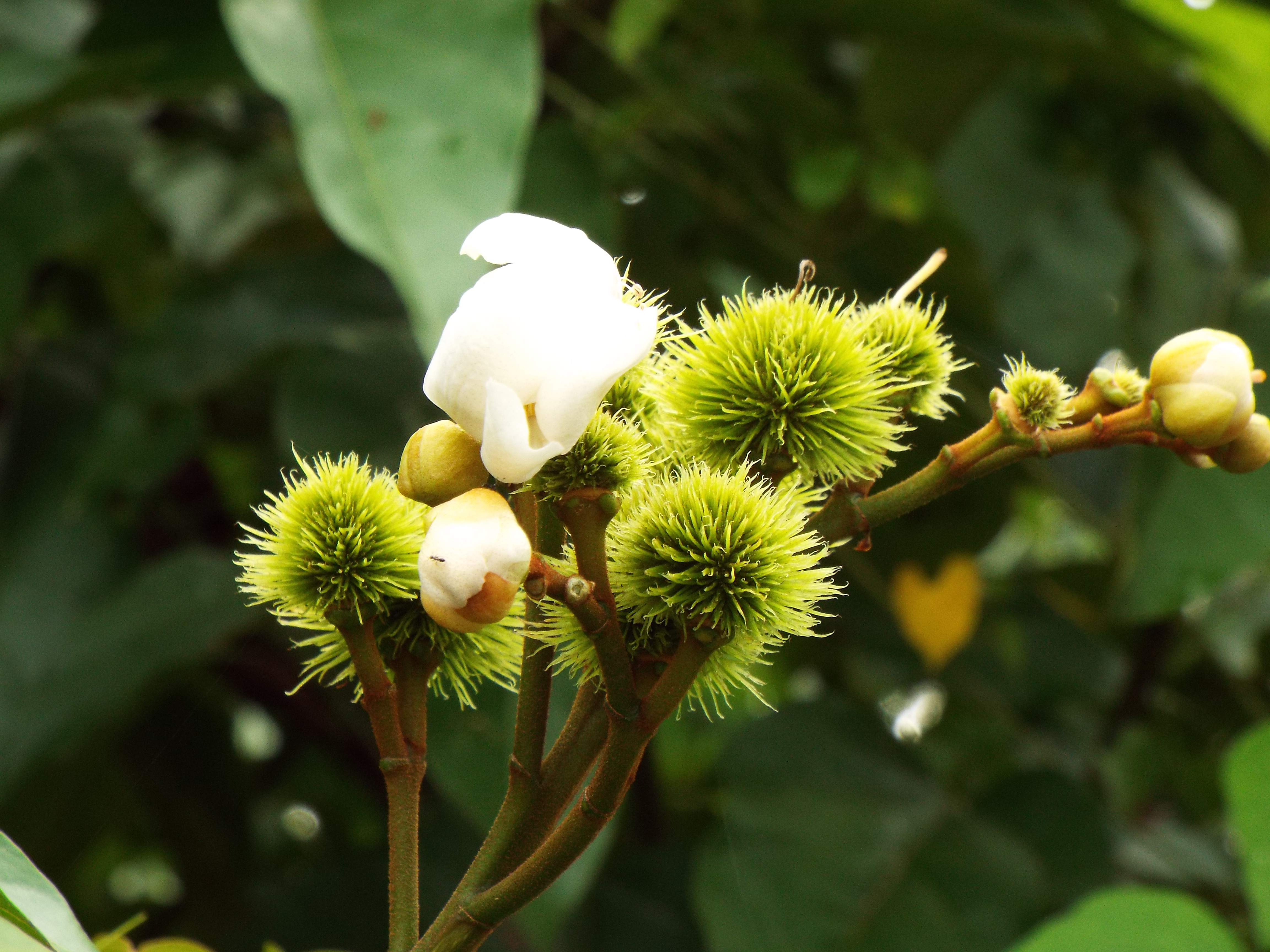 Flor de Achiote