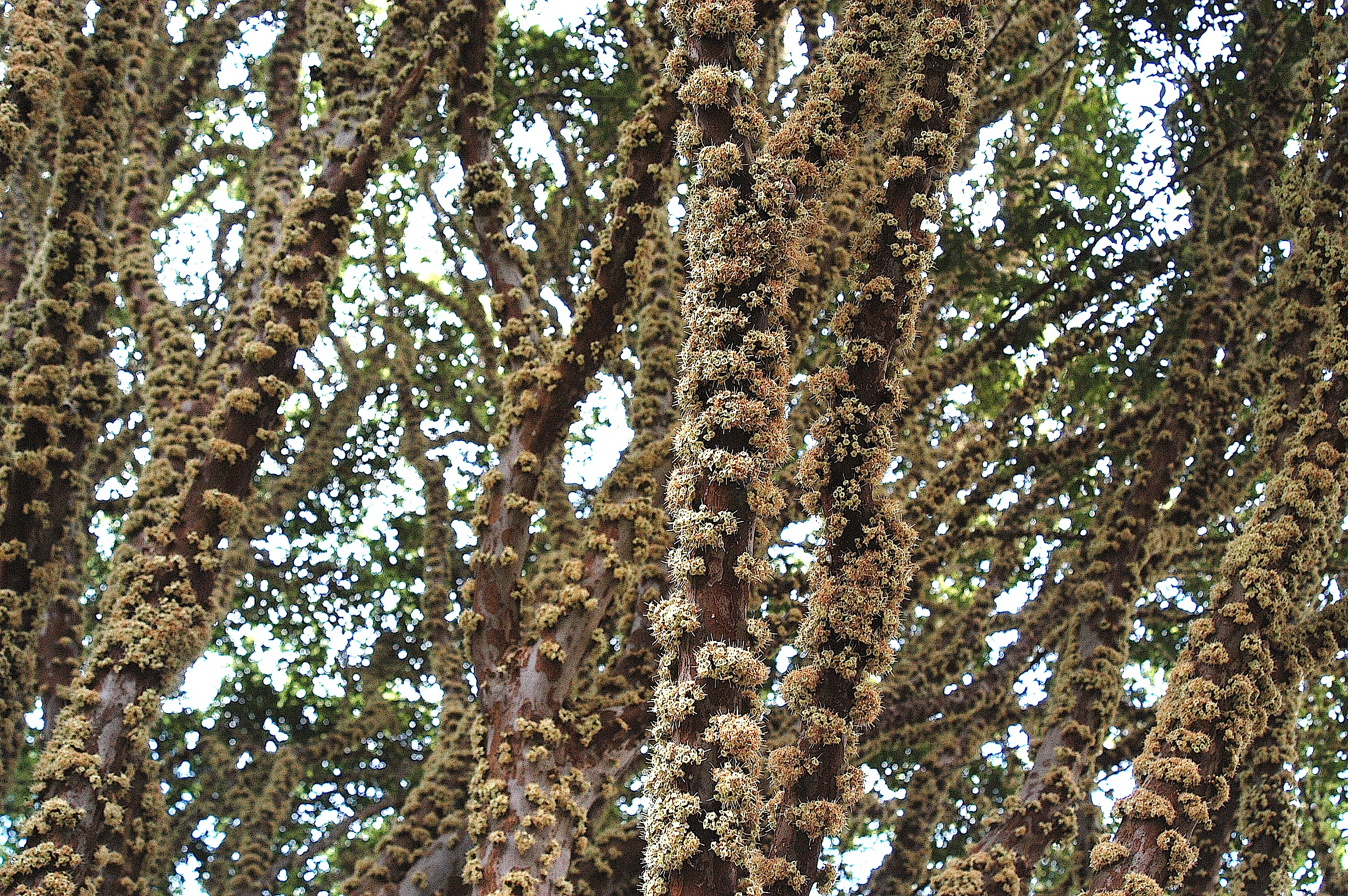Flor de jabuticaba4