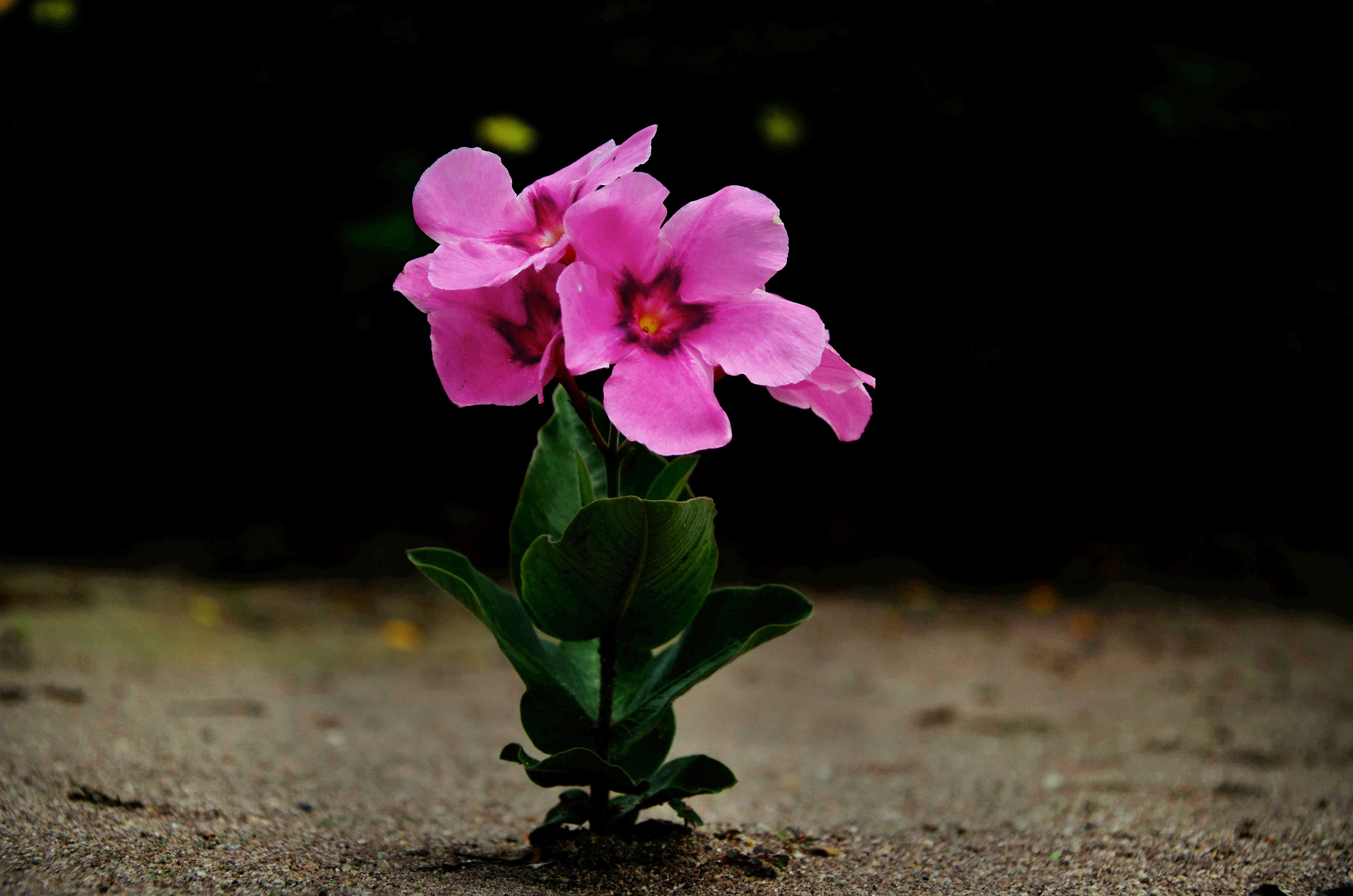 Flor pink do campo