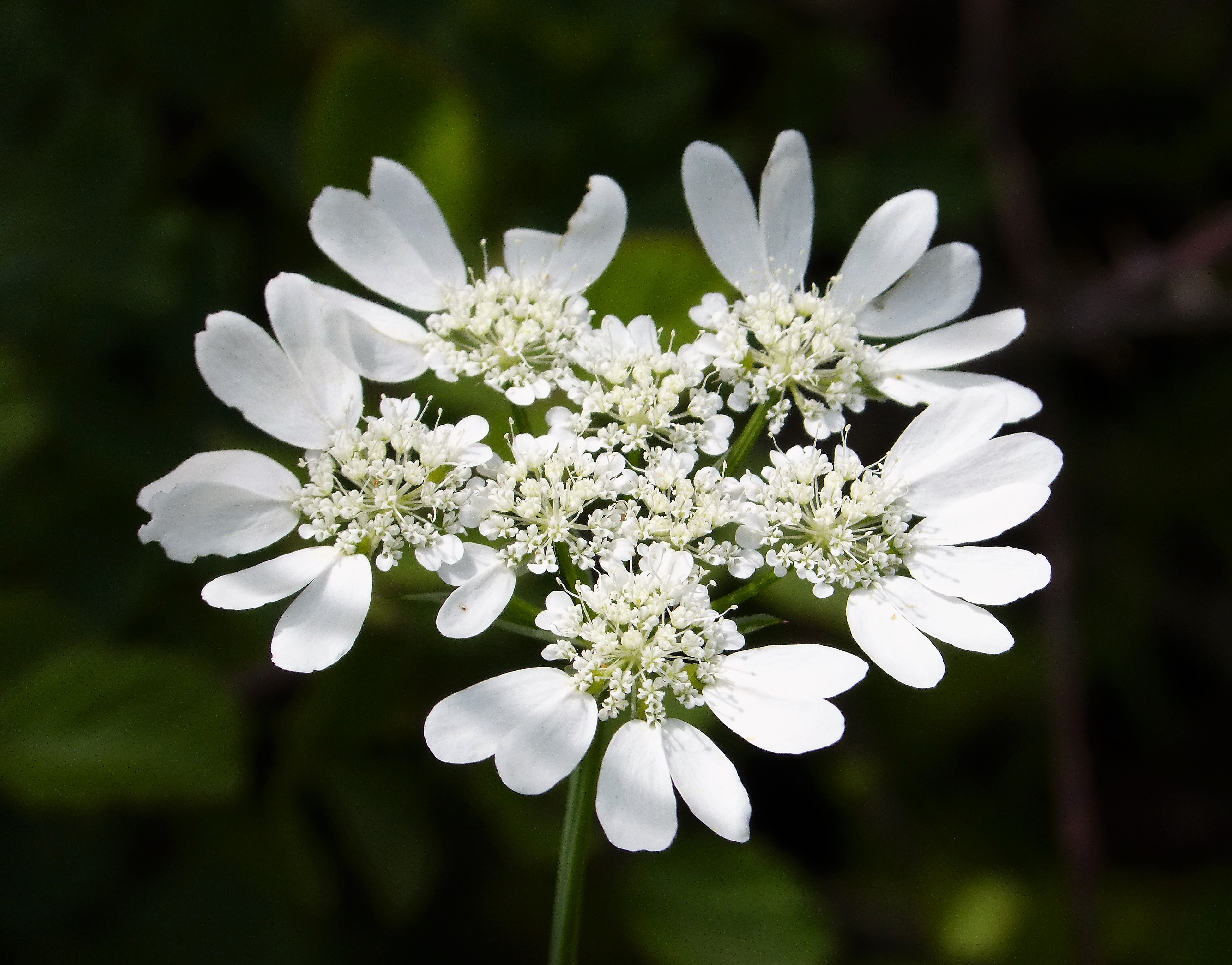 Flora 33 (31742249808)