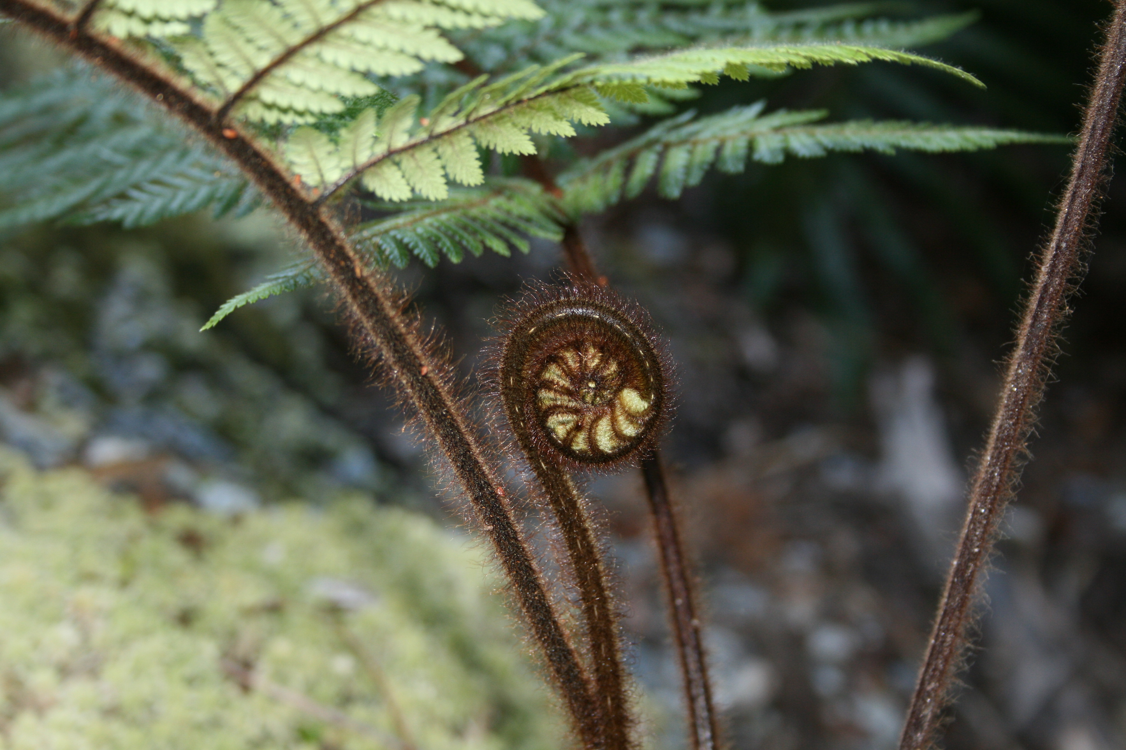 Flora de la Isla Sur-Nueva Zelanda03