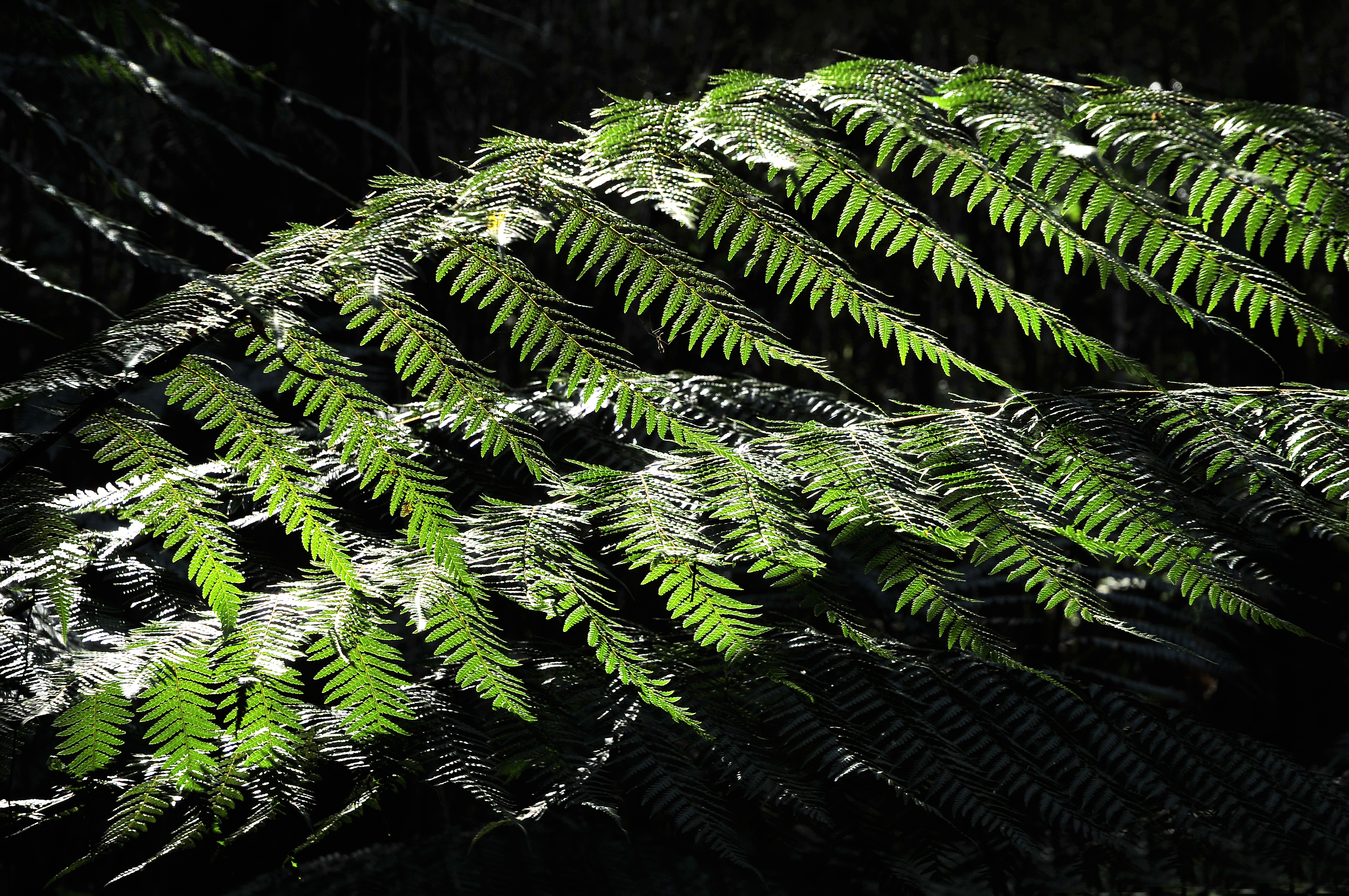 Flora Mount Field 2