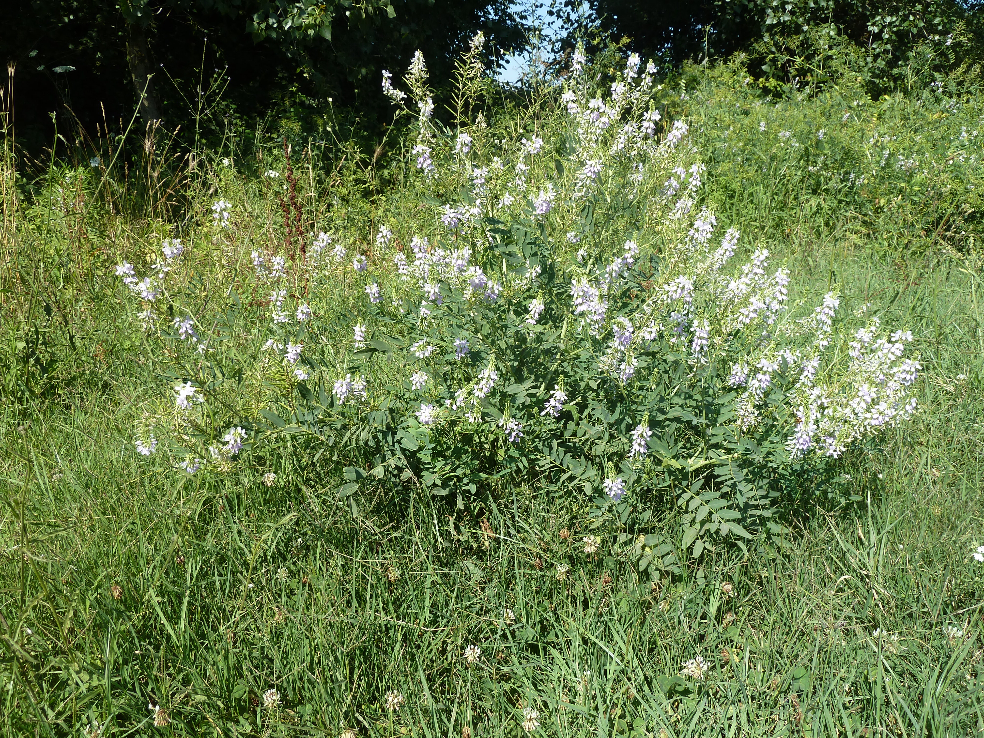 FloraRome (21)