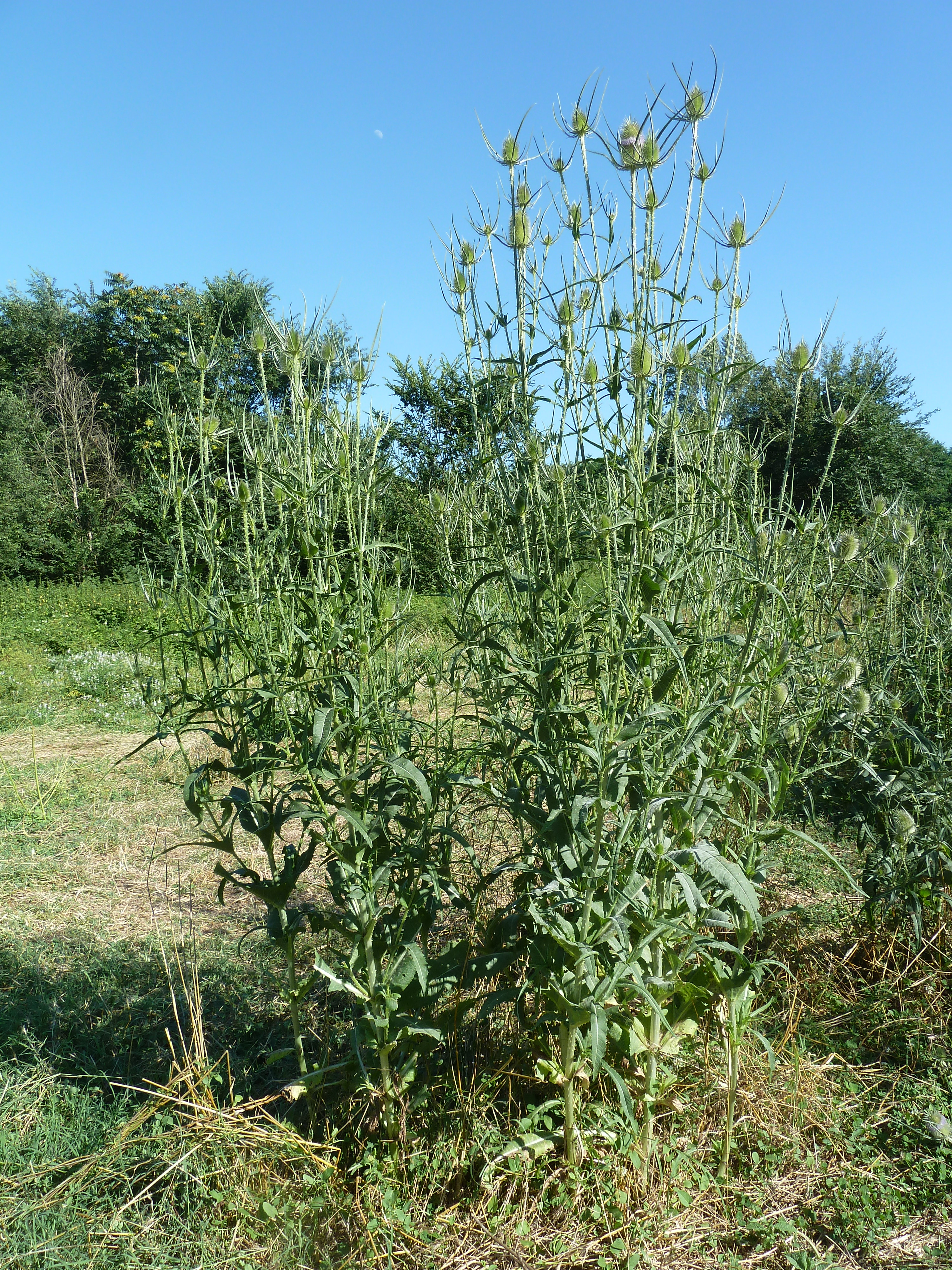 FloraRome (23)