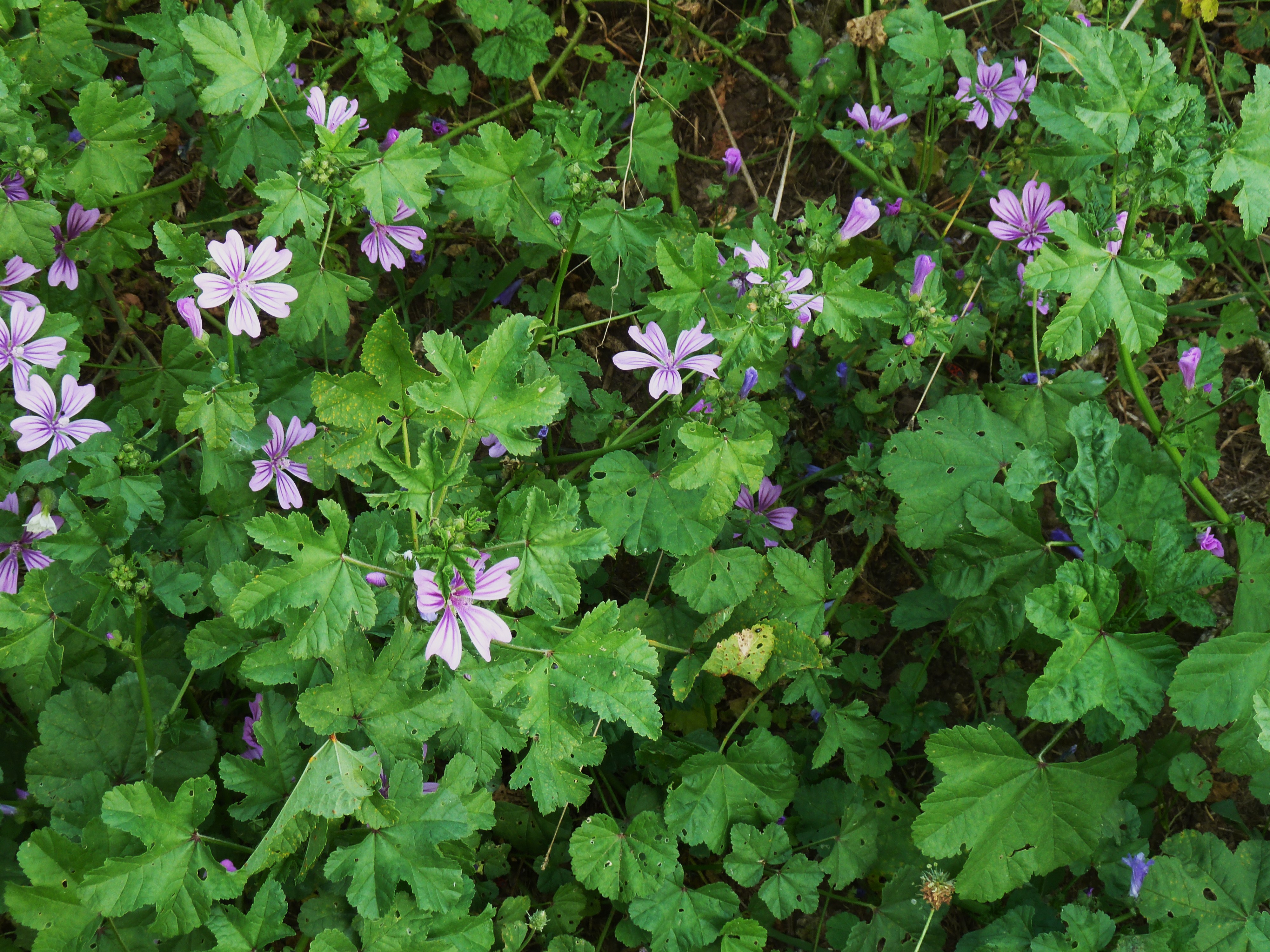 FloraRome (3)