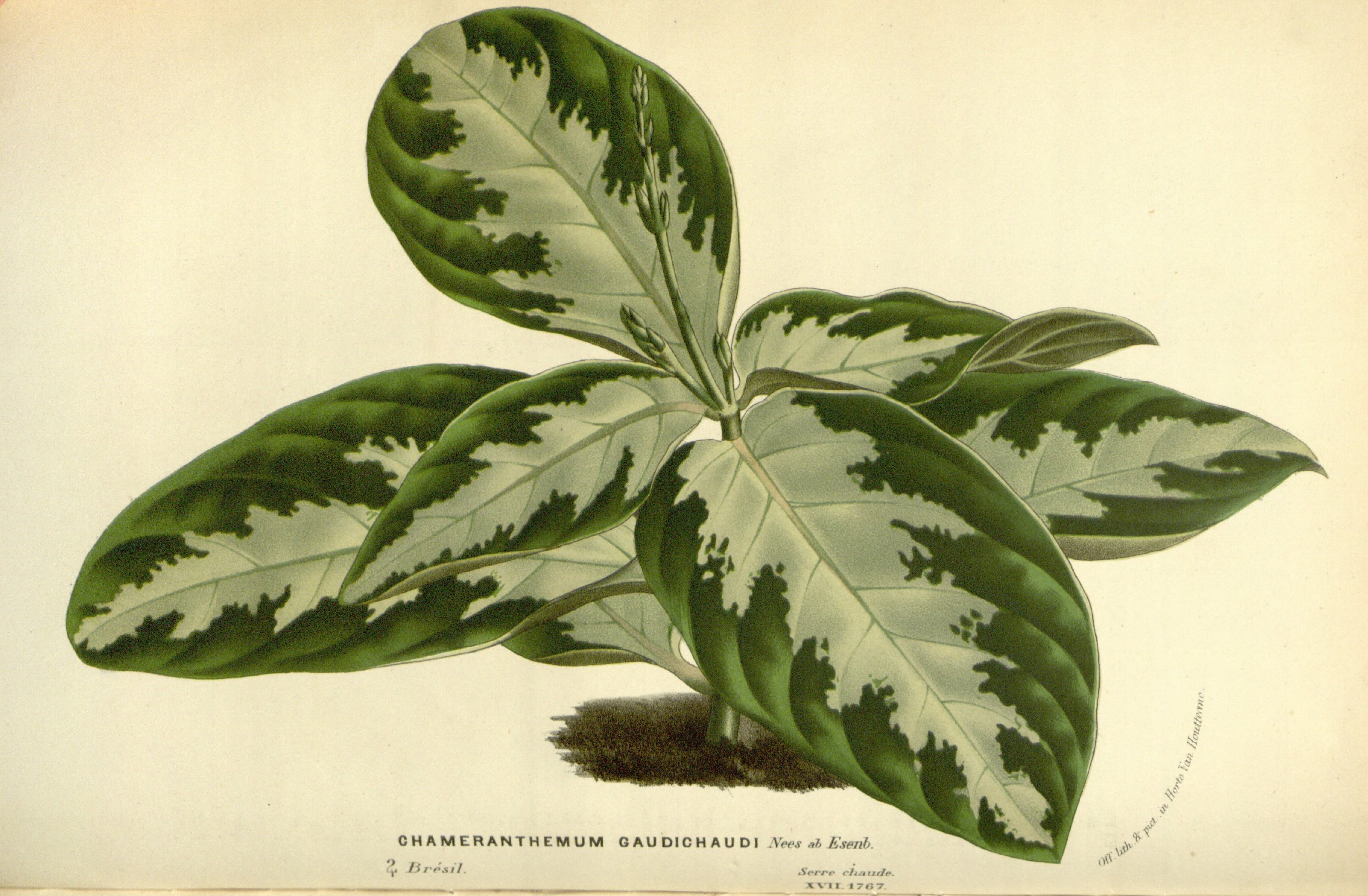Flore des serres v17 093a