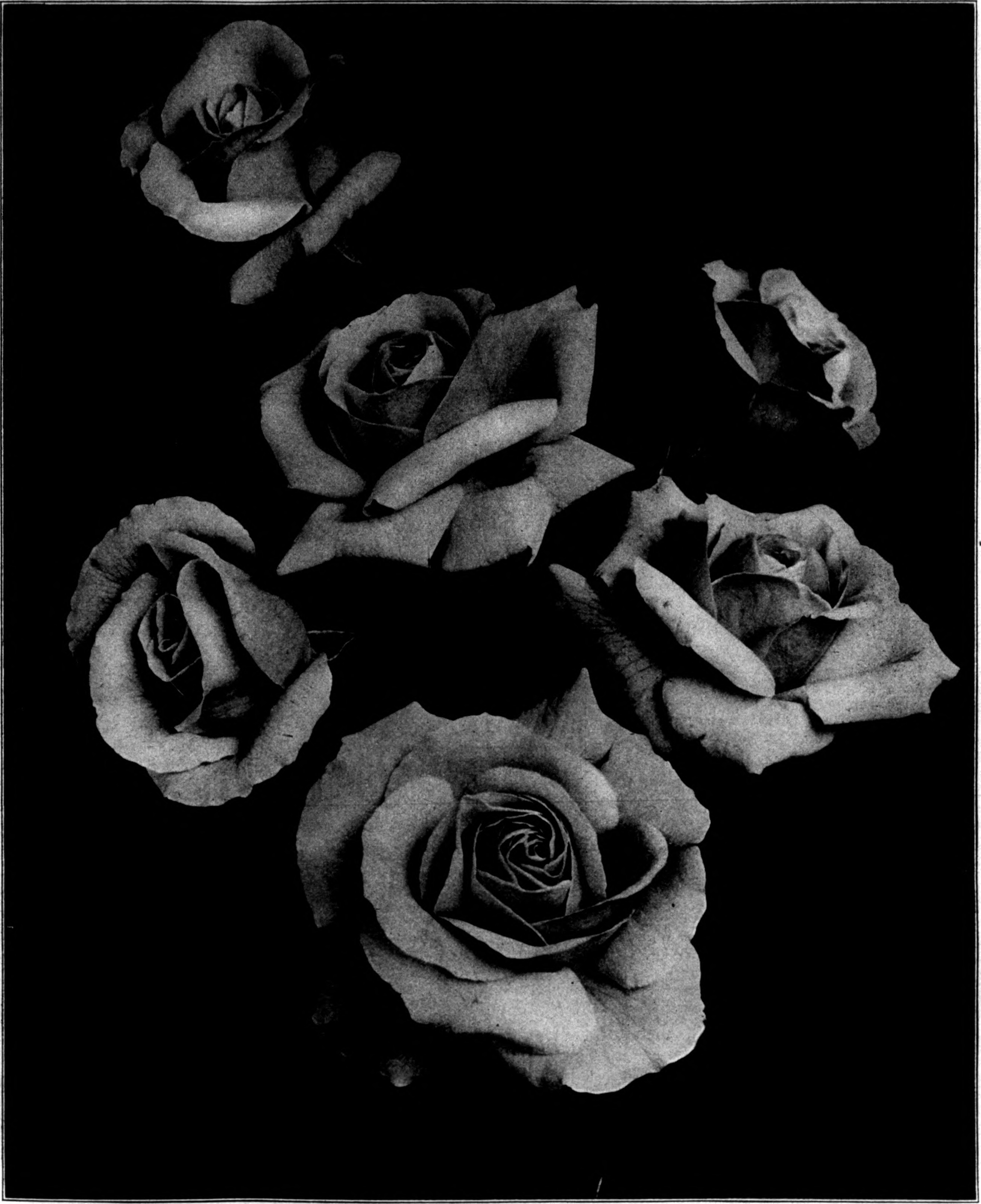Florists' review (microform) (16059218513)