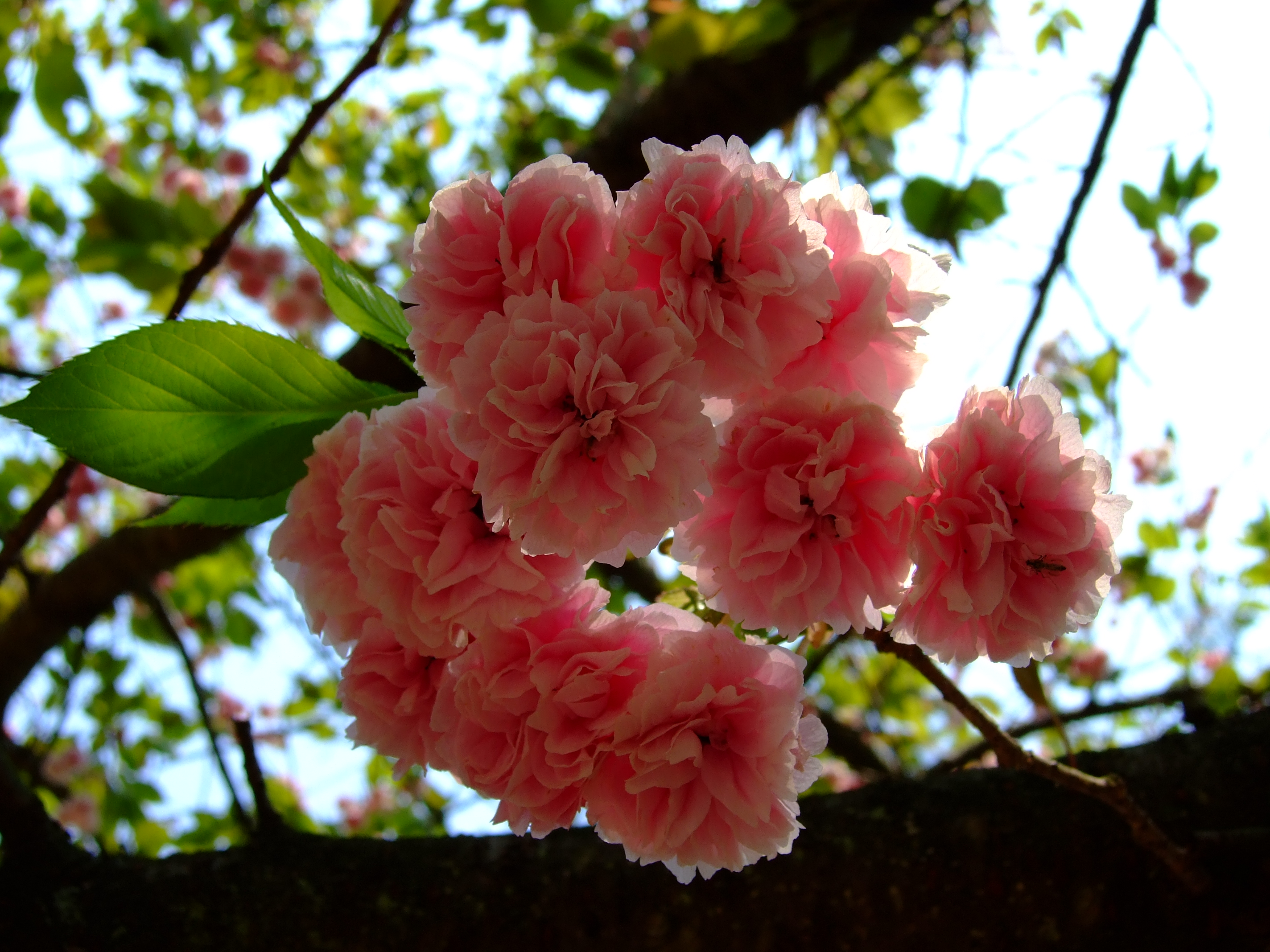 Flower-center135347