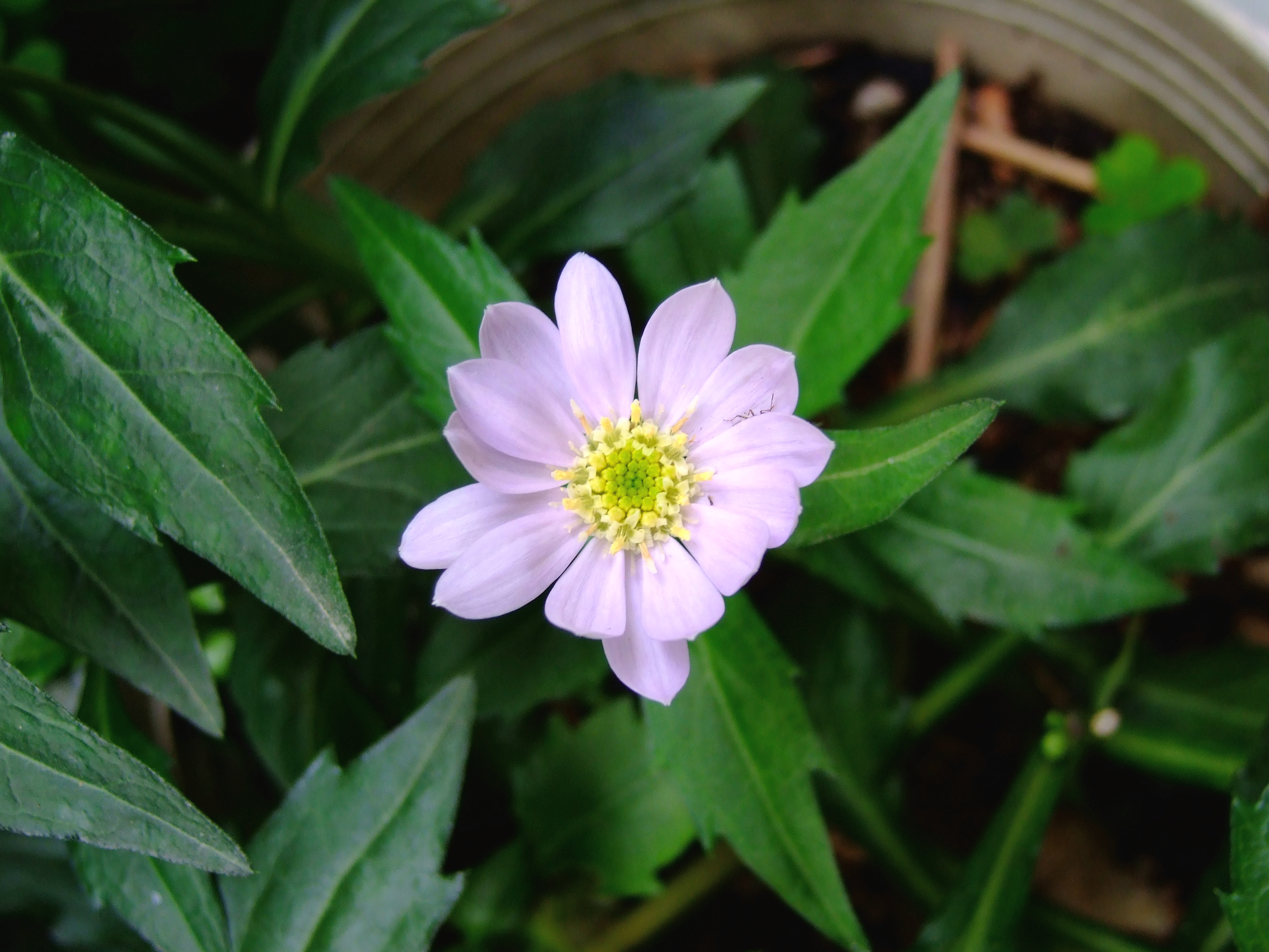 Flower 144715