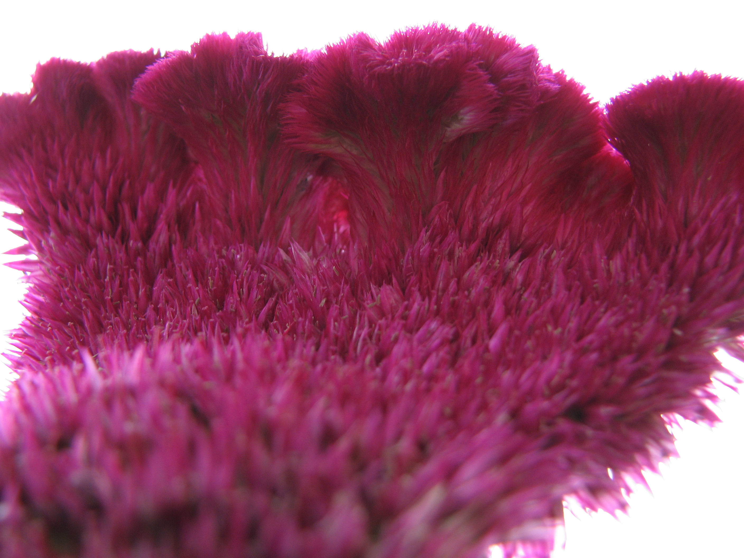 Flower - Motel garden - Danube gorge (1459992416)
