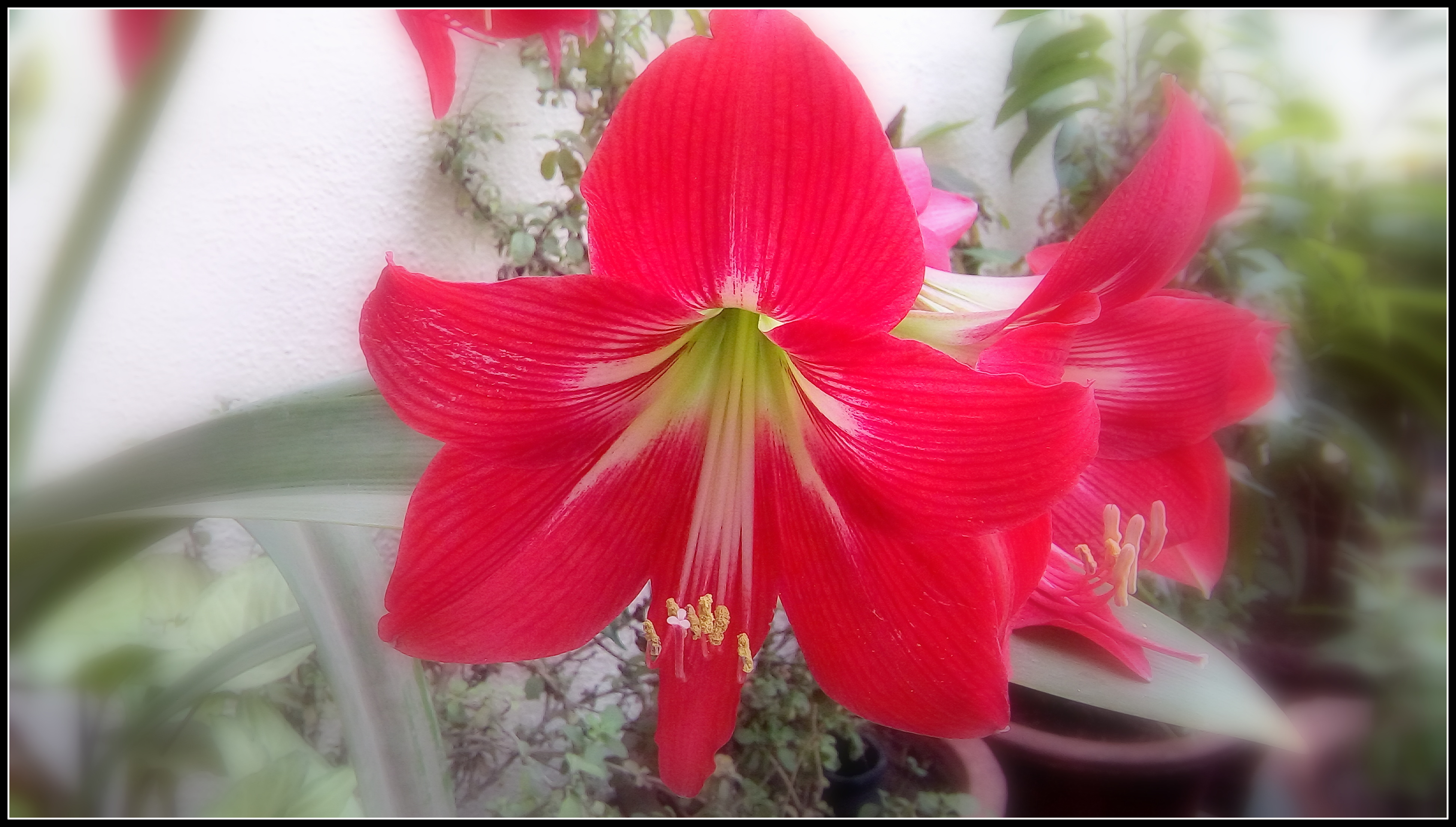 Flower and nature