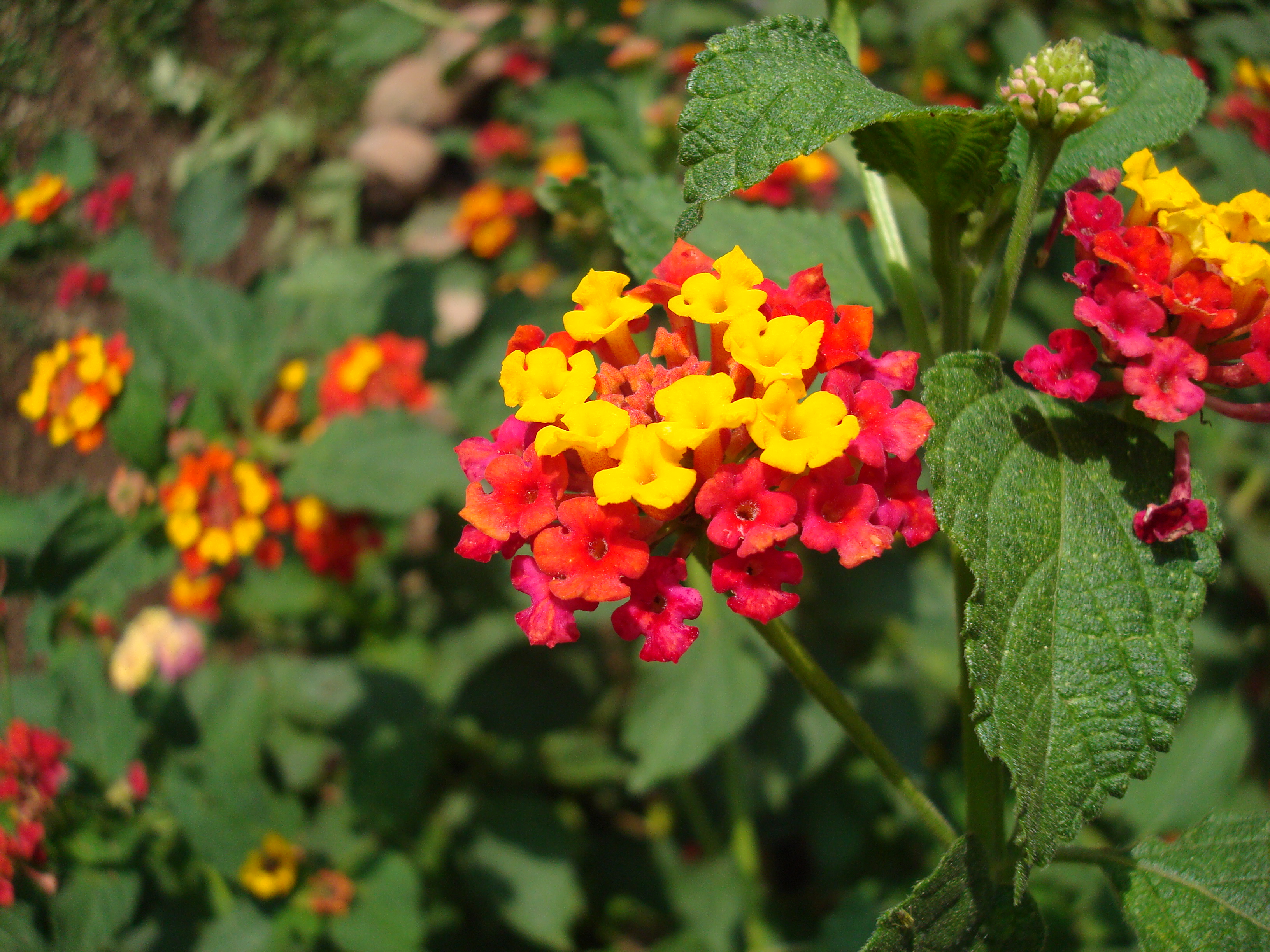 Flower at home