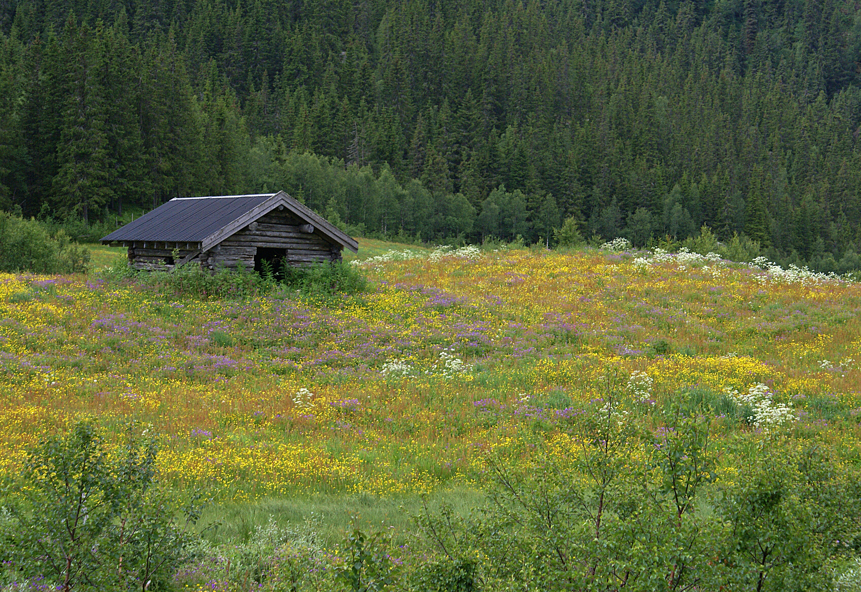 Flower meadow - 2 (2689184078)