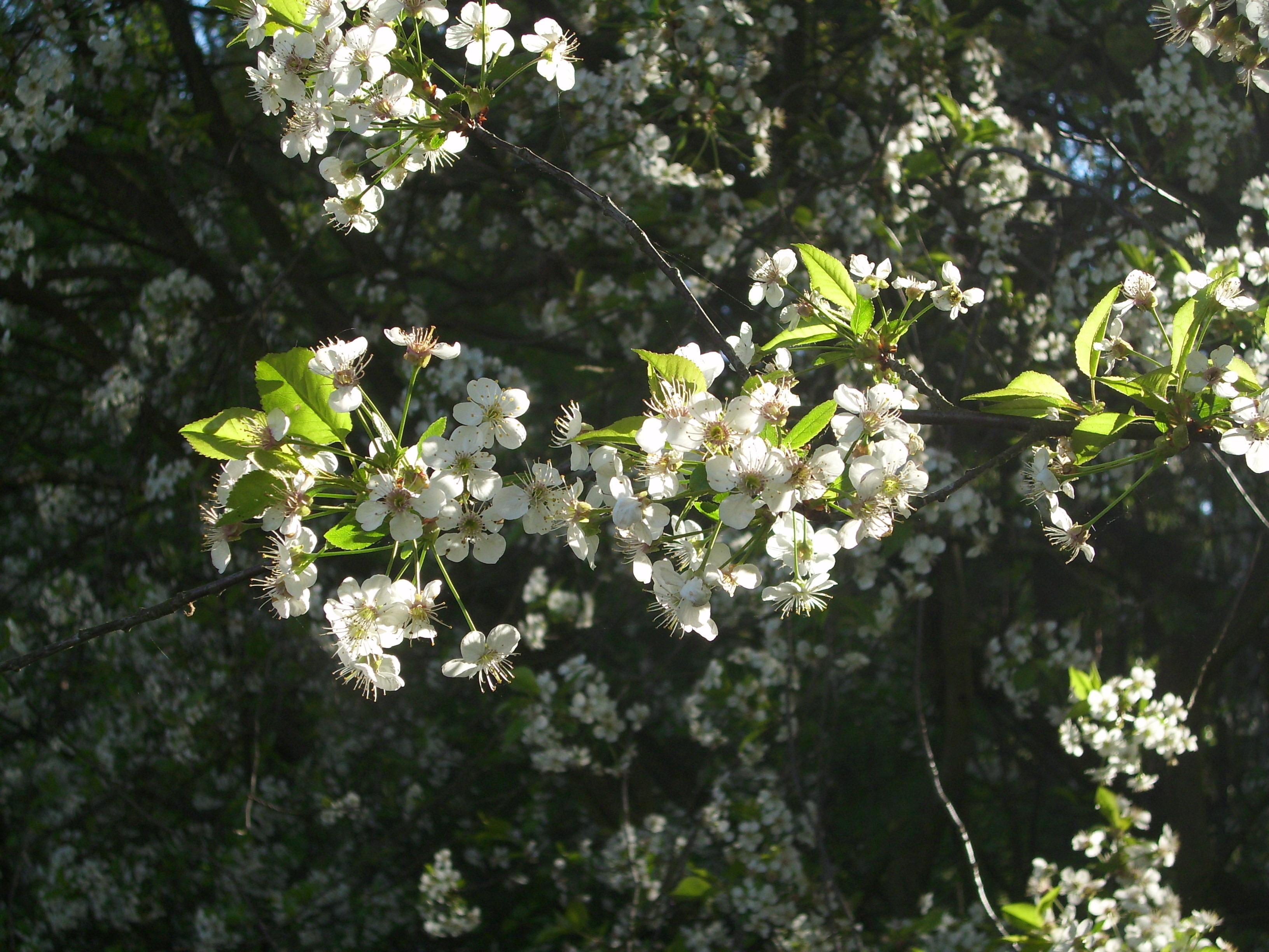 Flower up the tree2