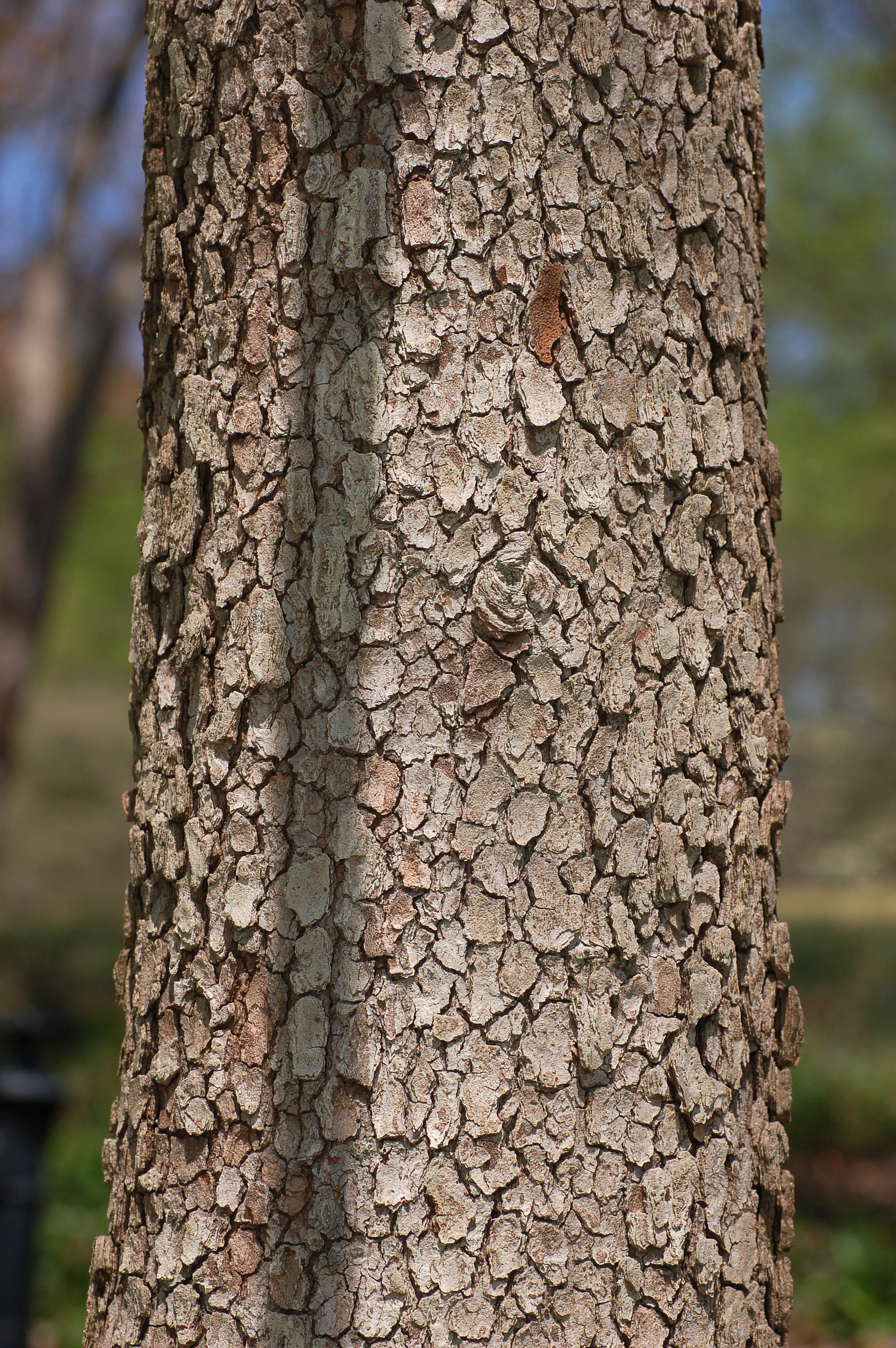 Flowering Dogwood Cornus florida Bark 2000px