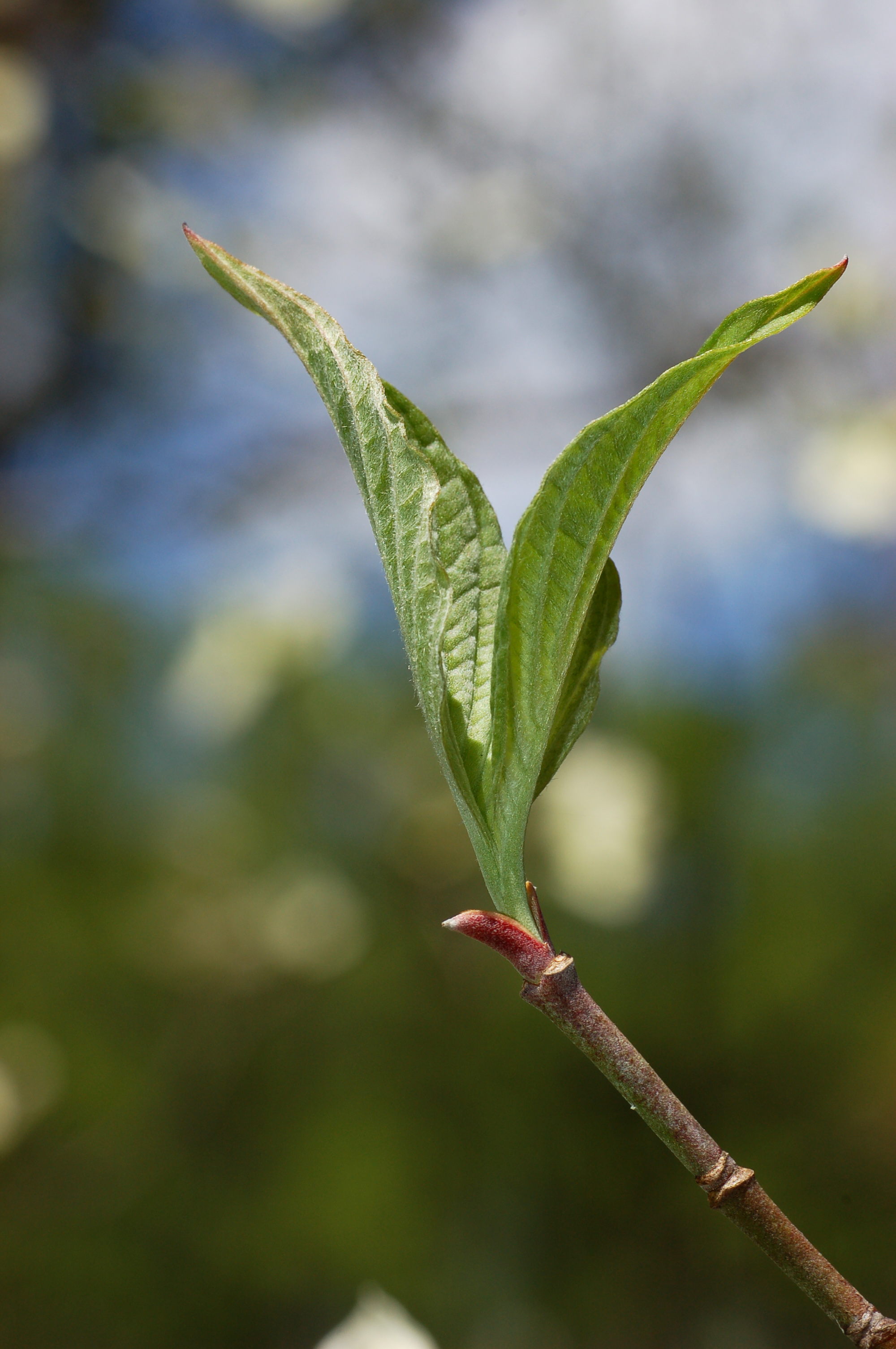 Flowering Dogwood Cornus florida Leaf 2000px