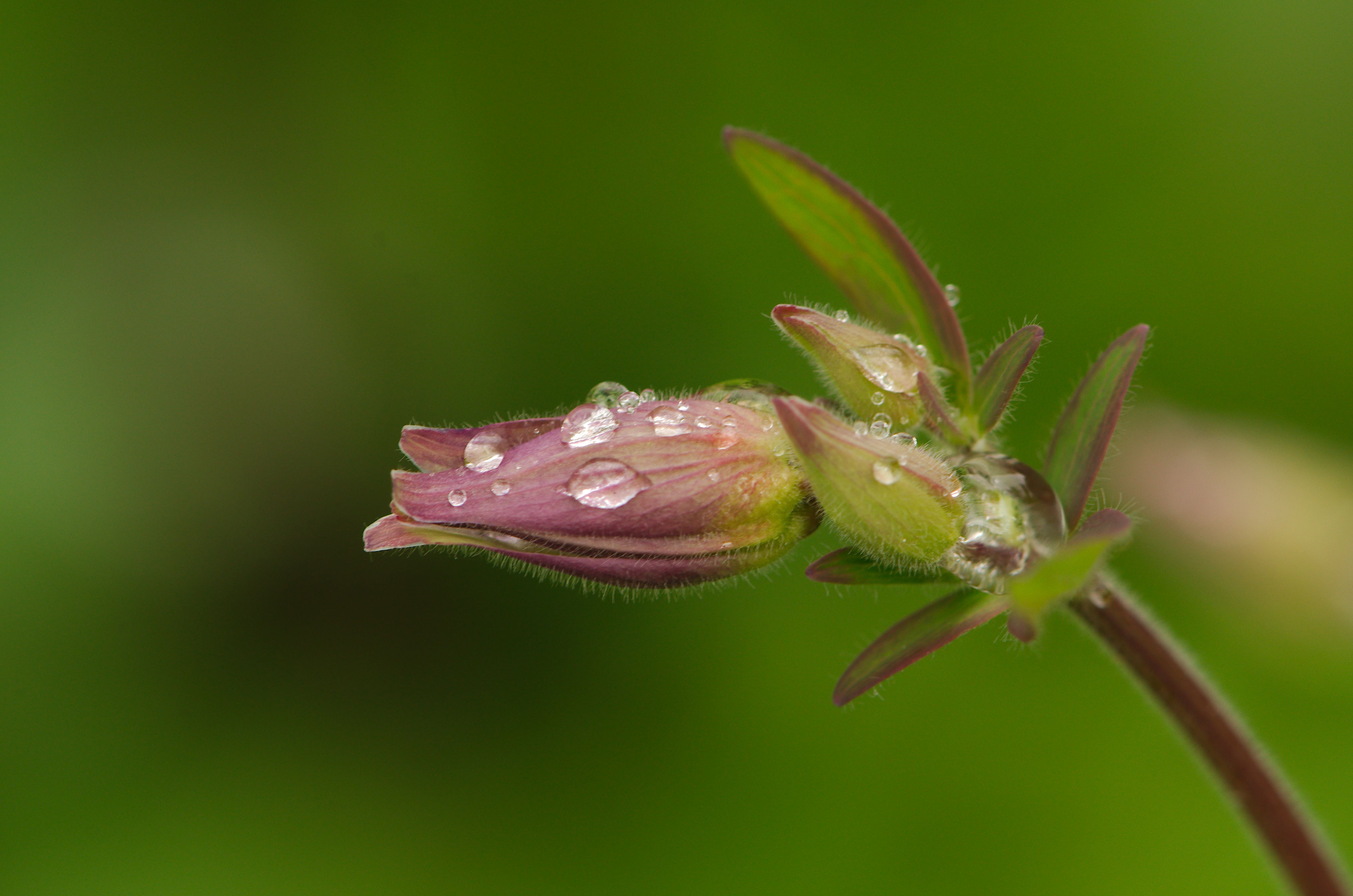 Flowers (13967980300)