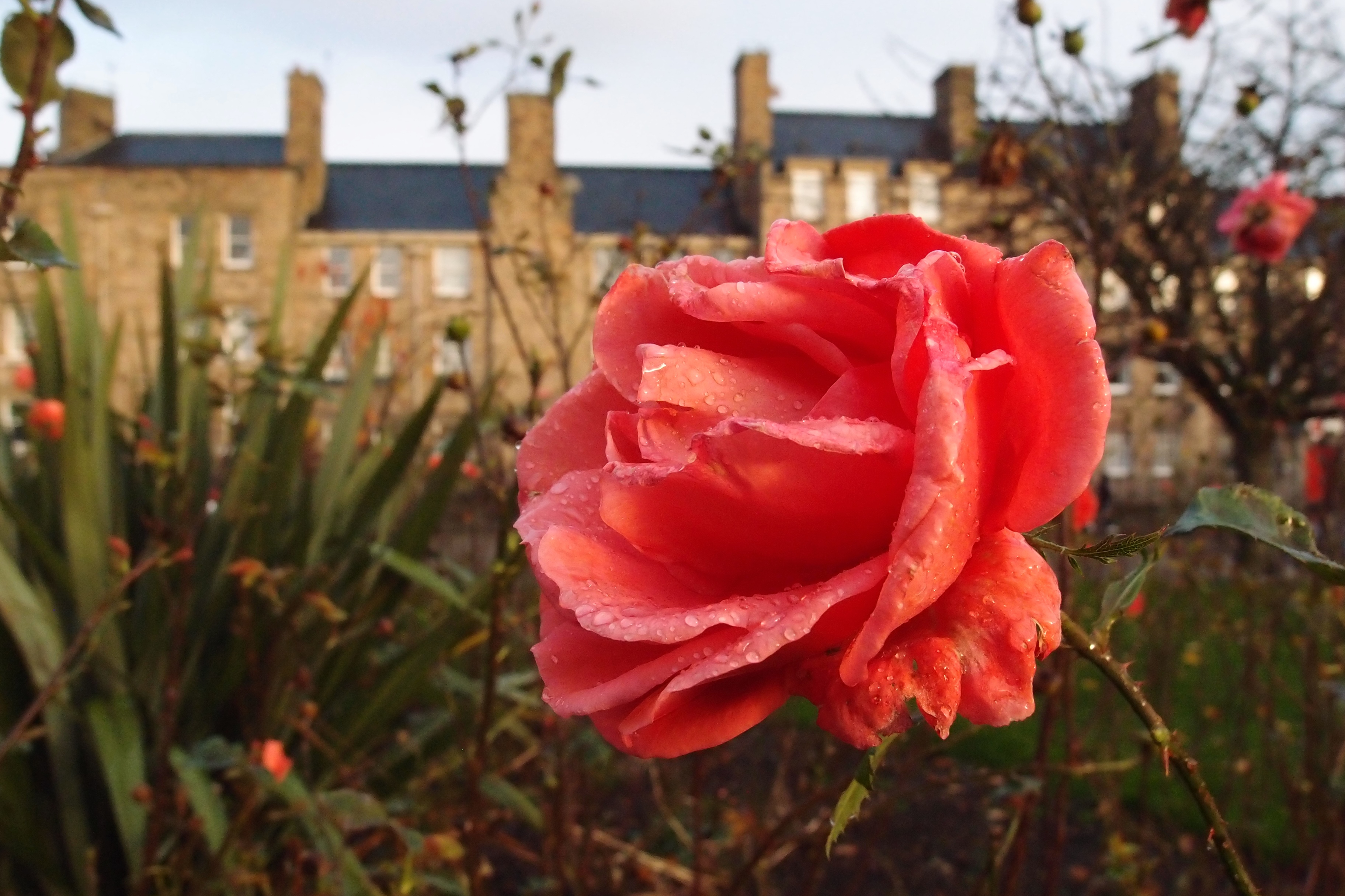 Flowers (15643795560)