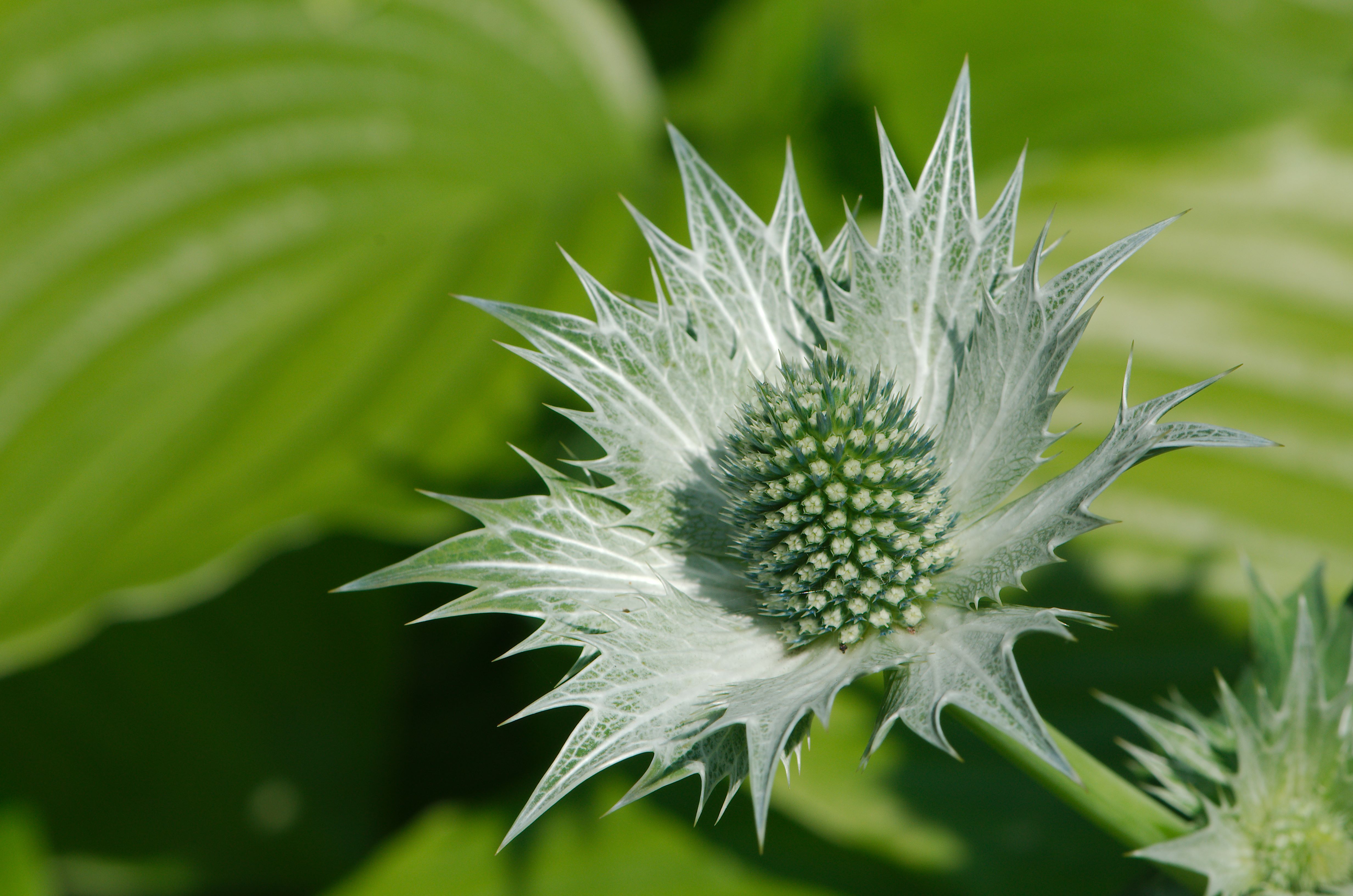 Flowers (9231897581)