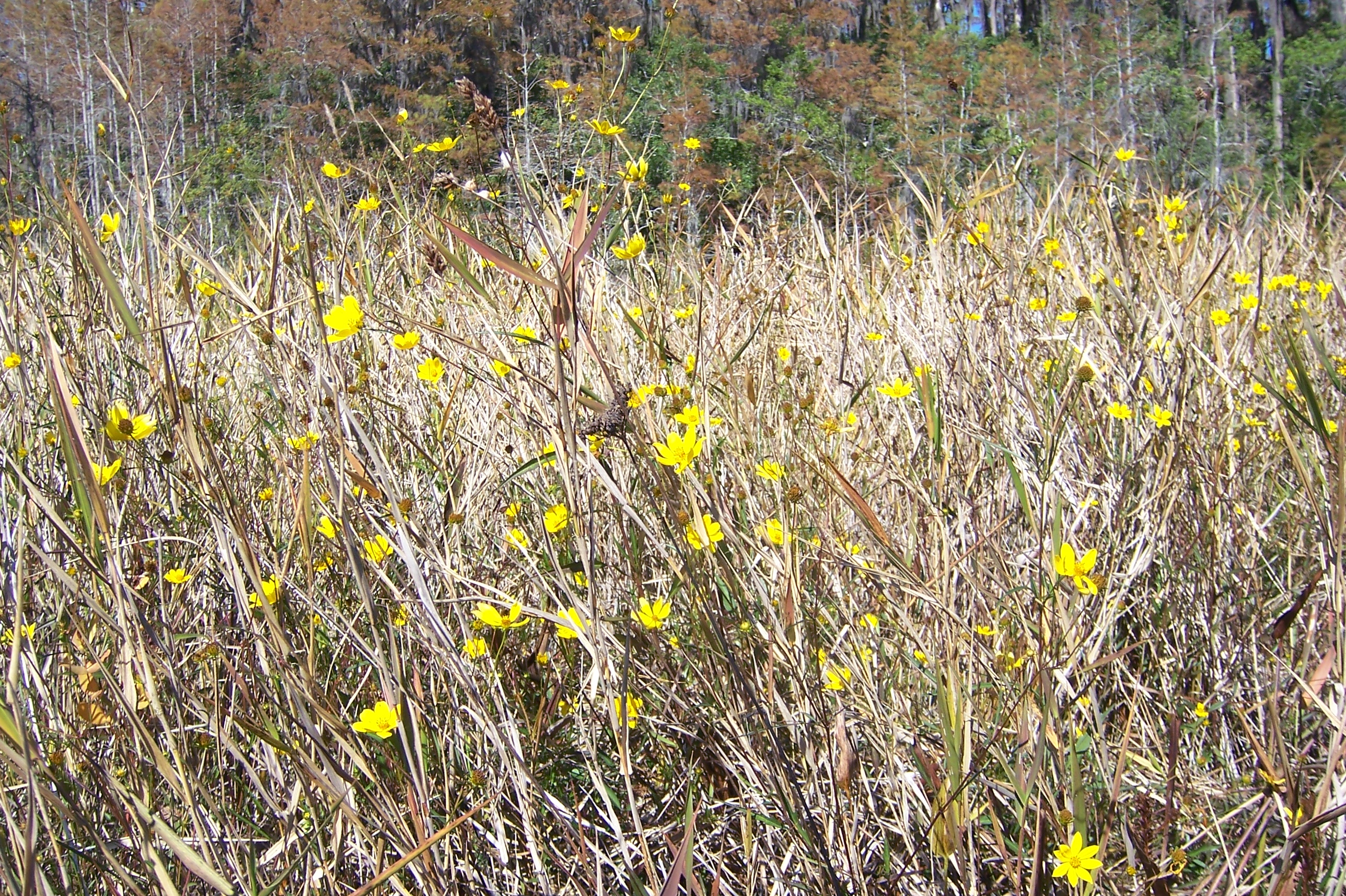 Flowers in Chase Prairie (5179304730)