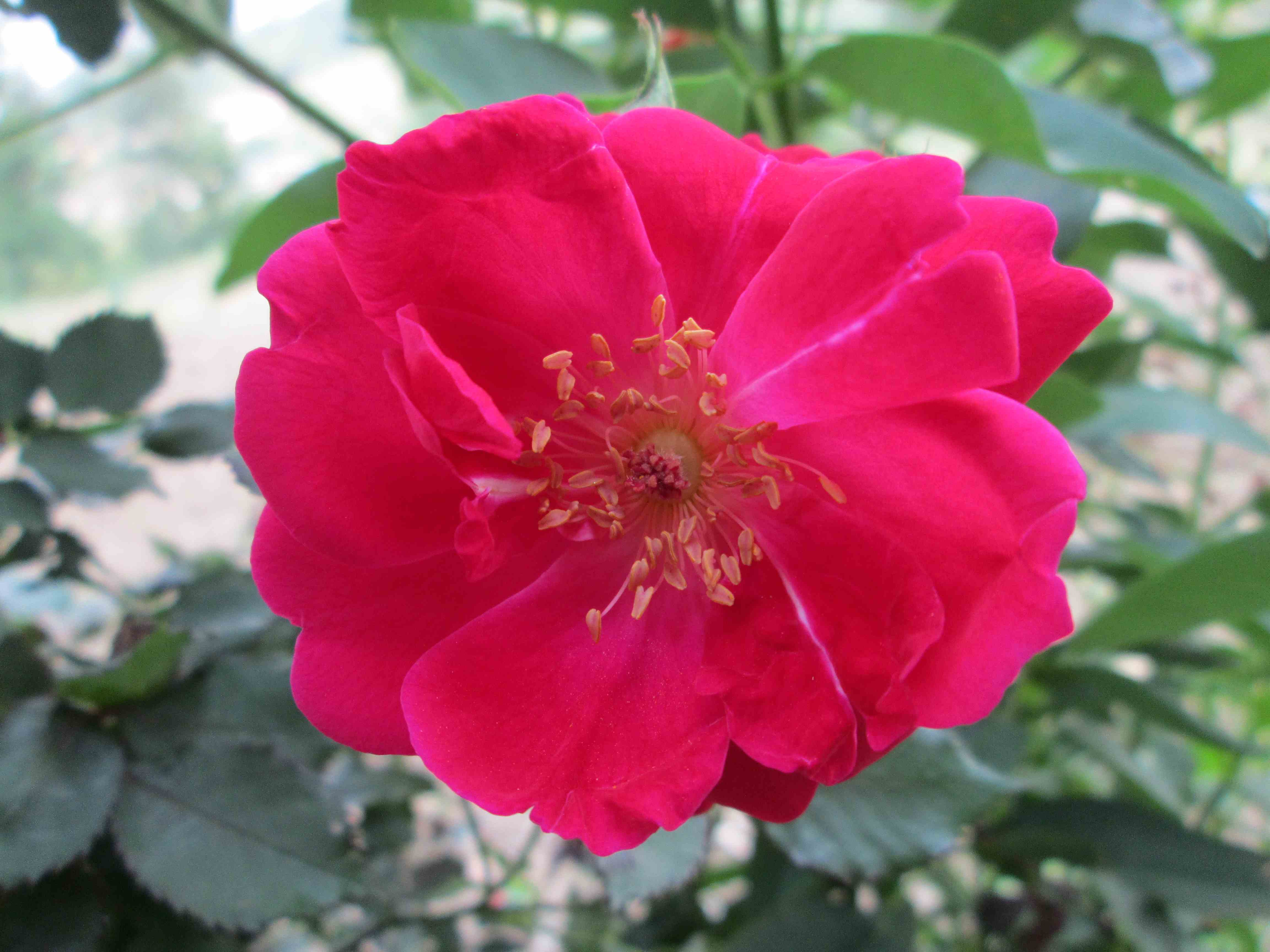 Flowers in Monsoon 21