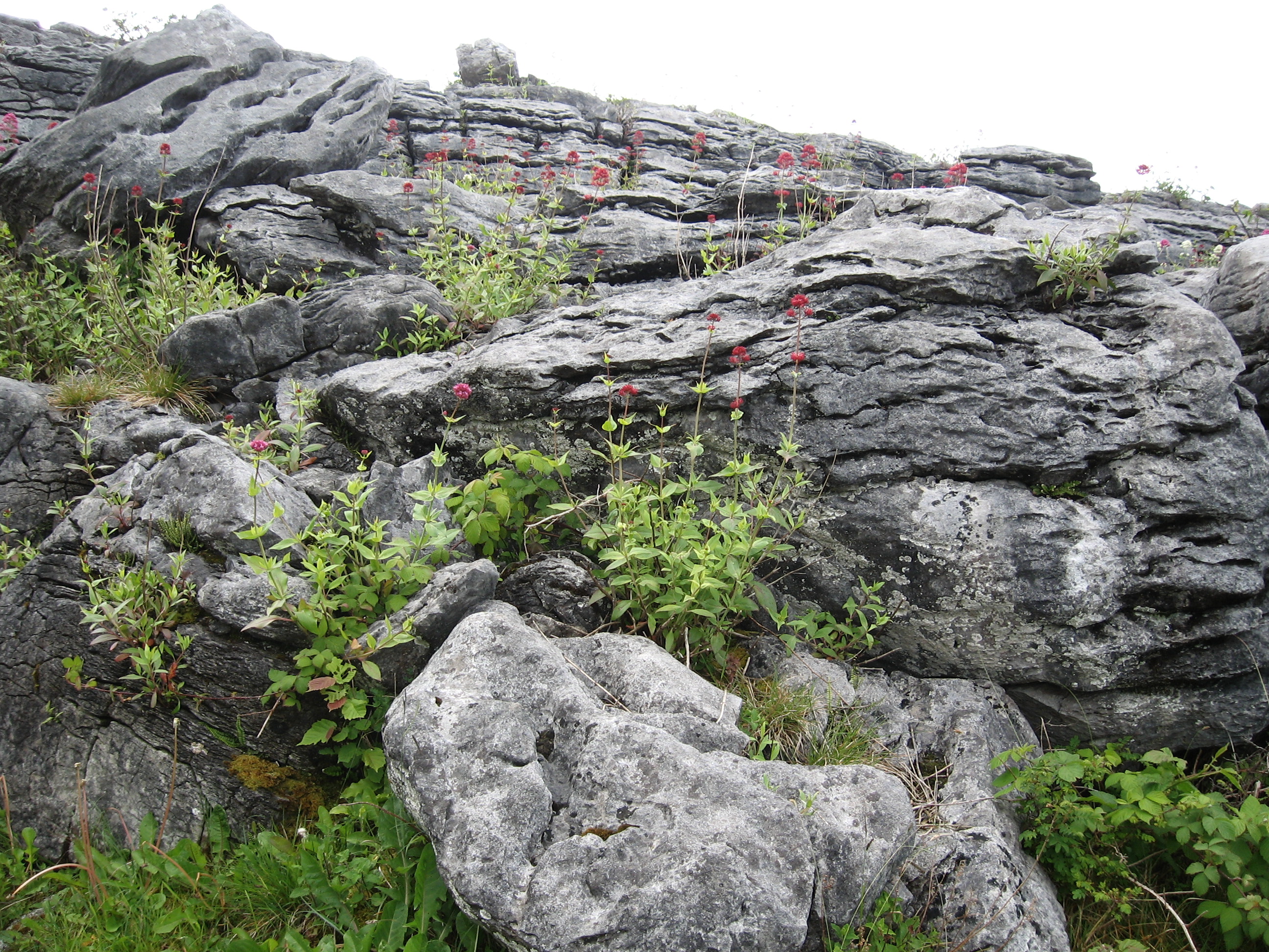 Flowers in the burren