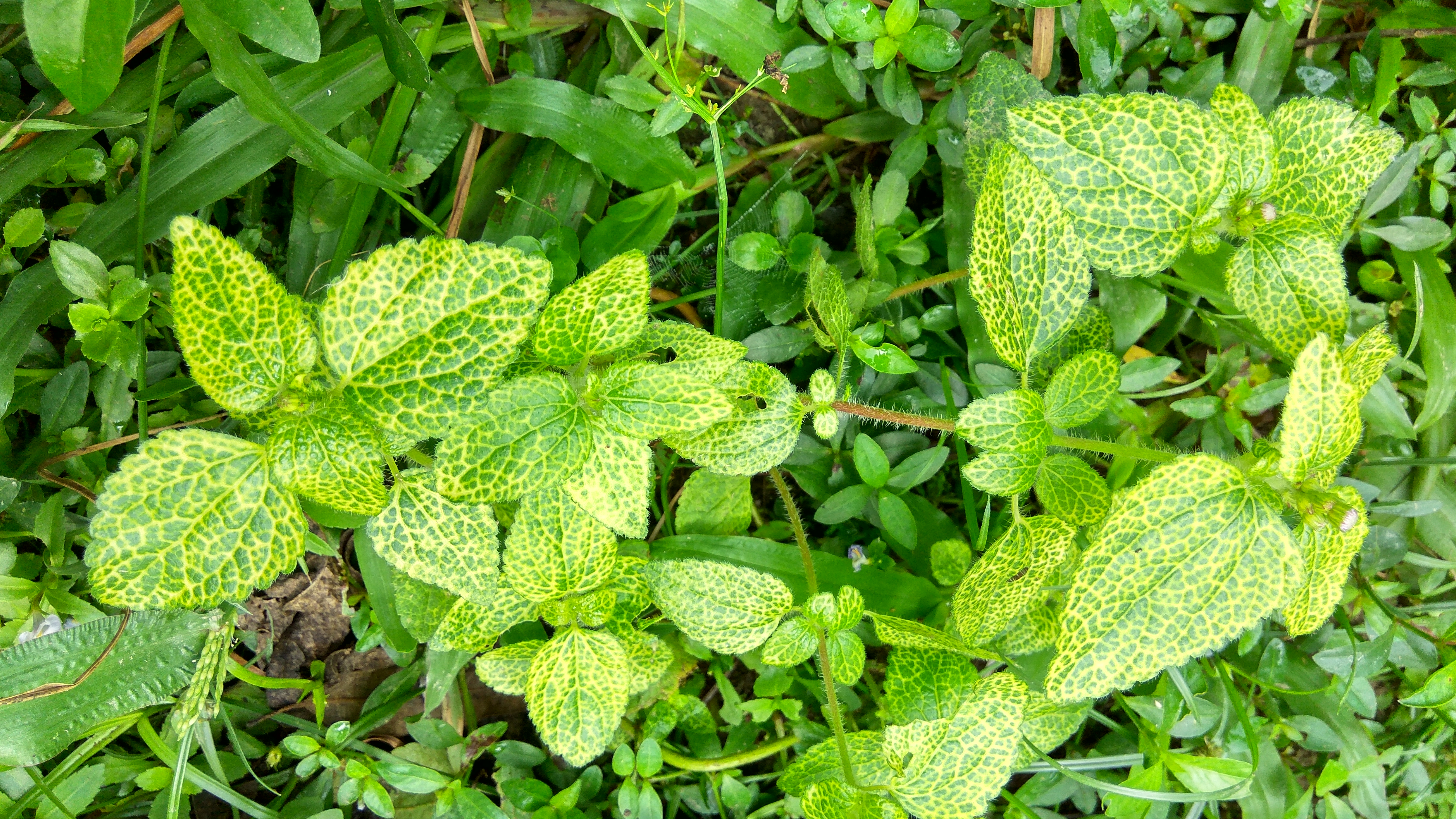 Flowers of Bangladesh 28
