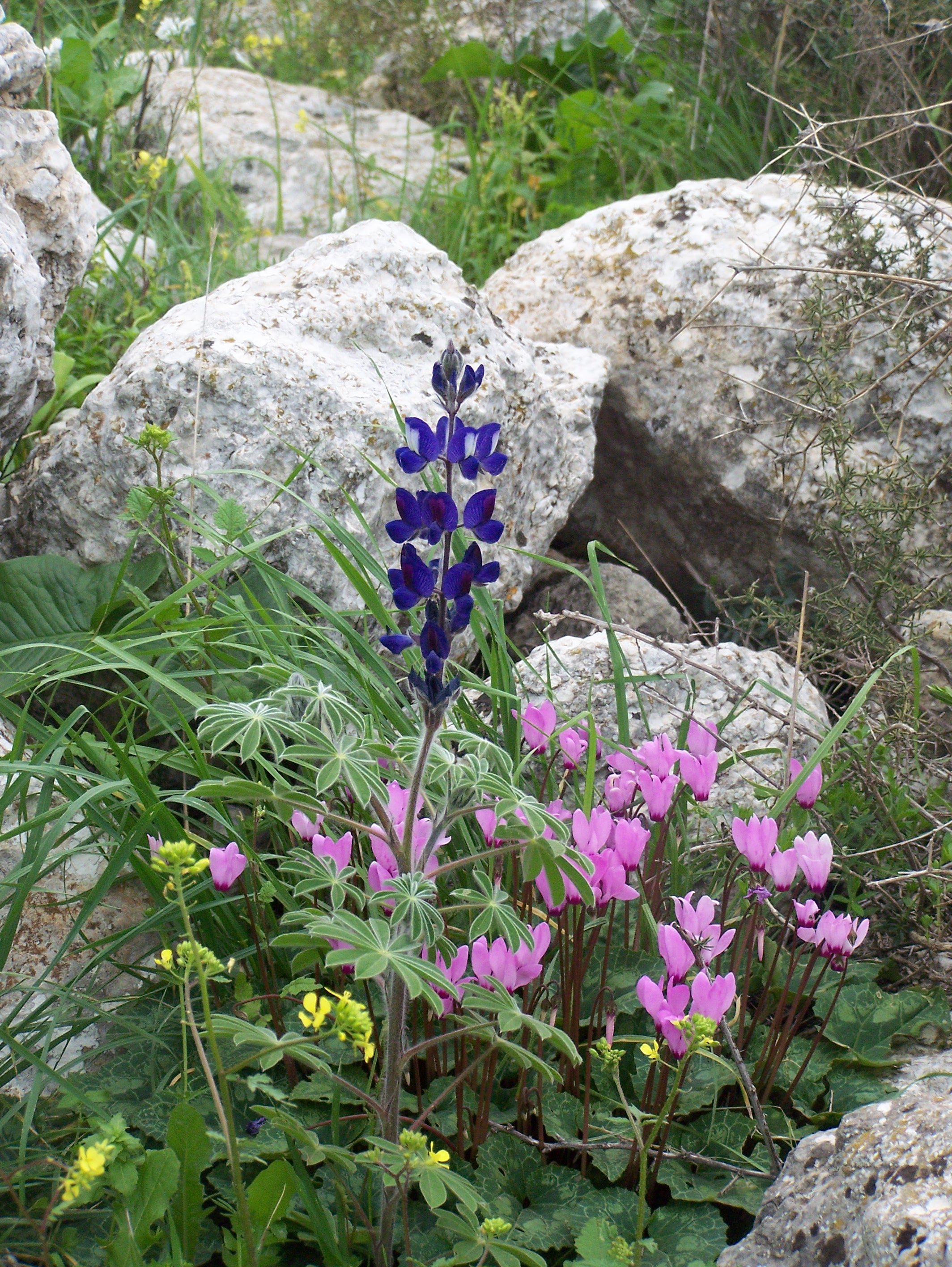 Flowers of Israel17