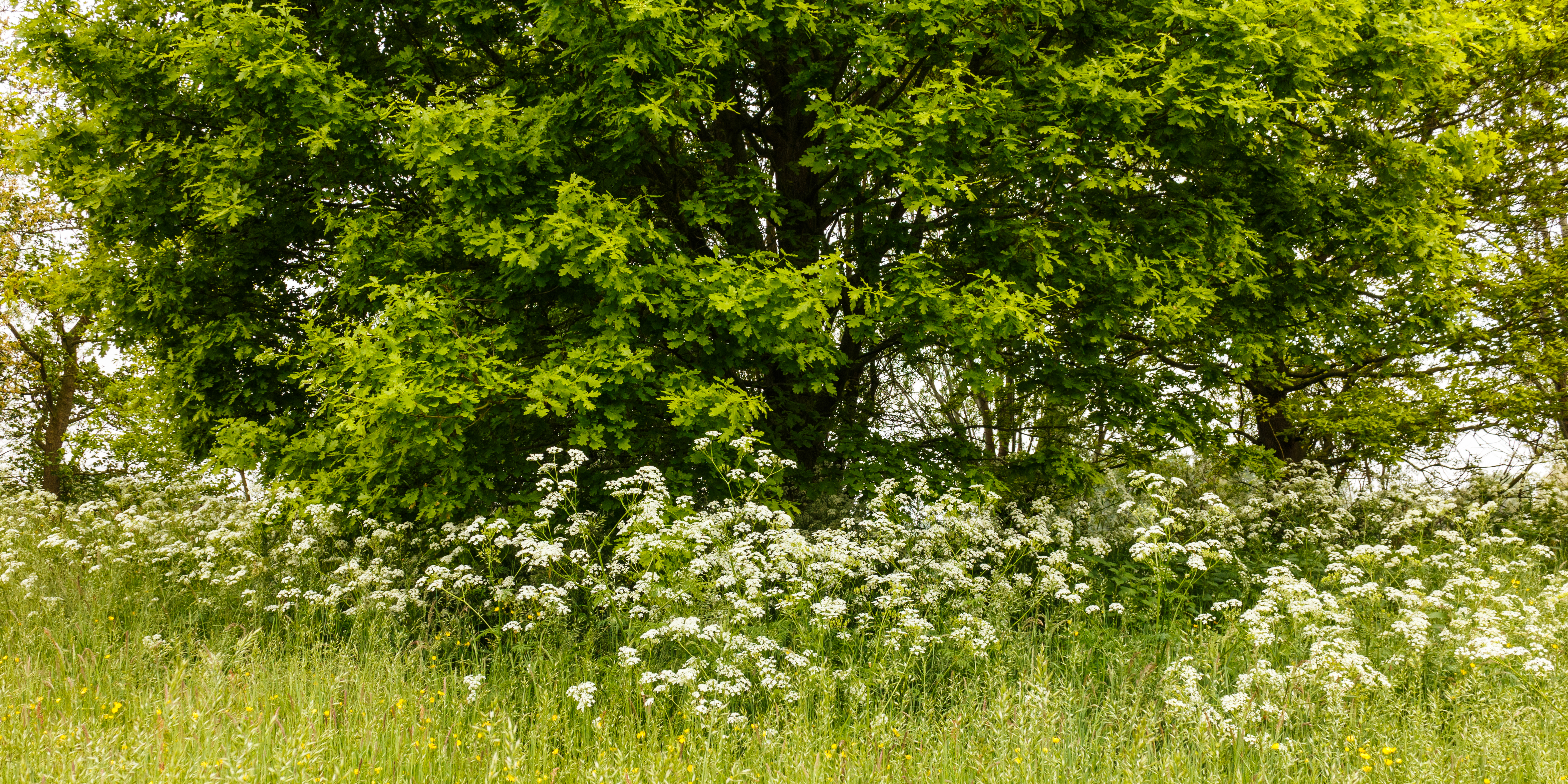 Fluitenkruid (Anthriscus sylvestris). Locatie, Natuurterrein De Famberhorst