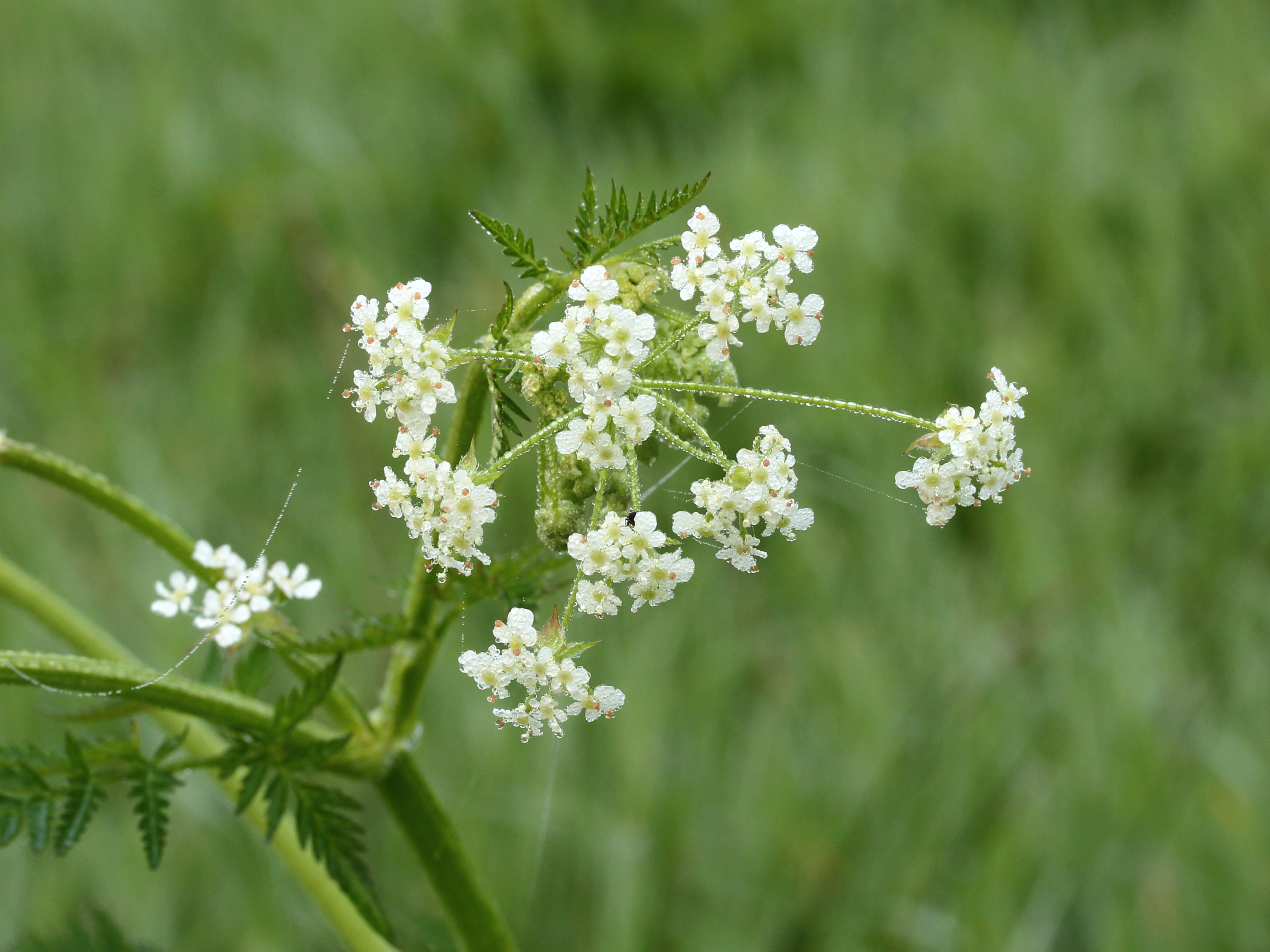 Fluitenkruid (Anthriscus sylvestris)