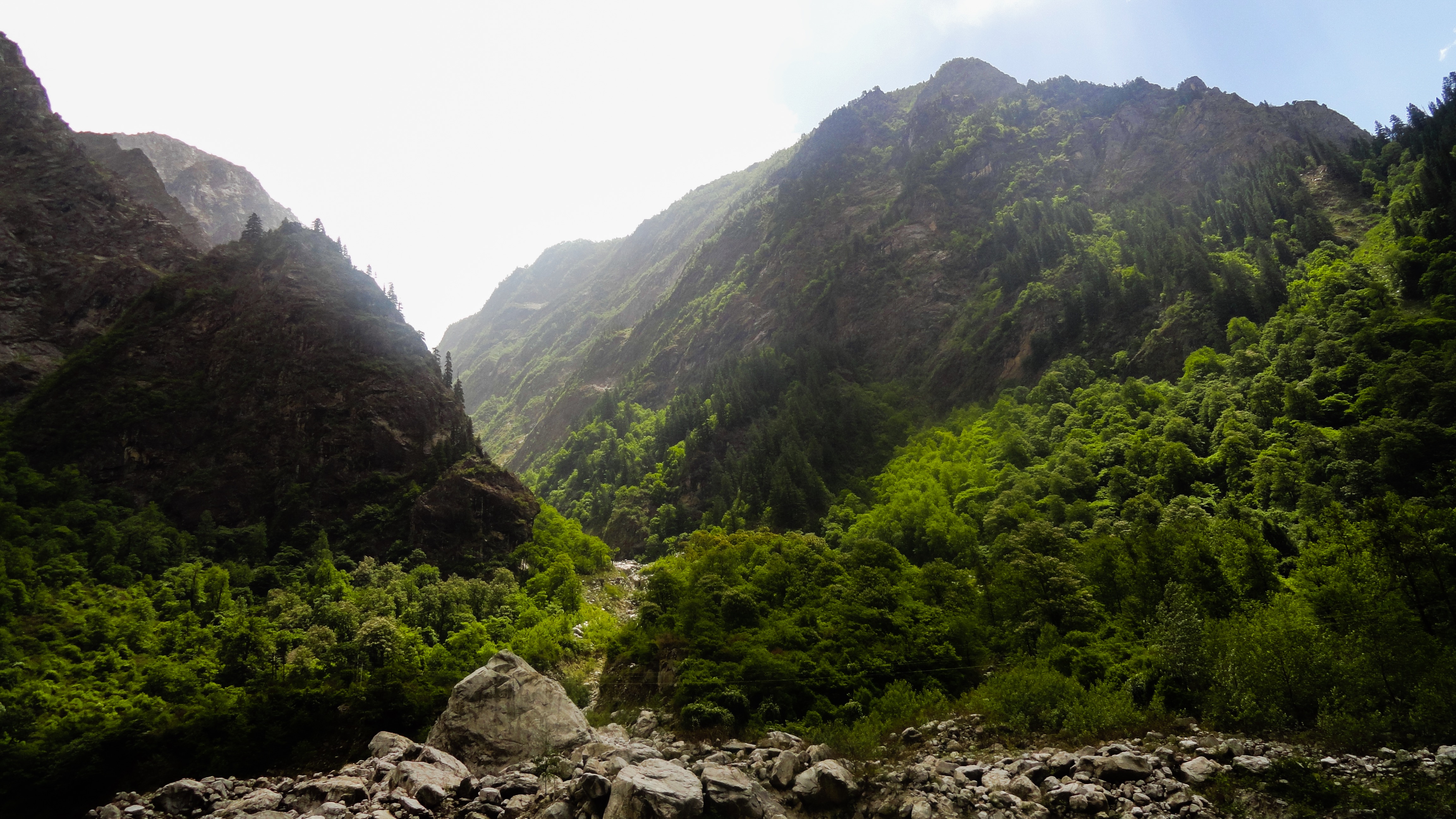 Forest in himalayas