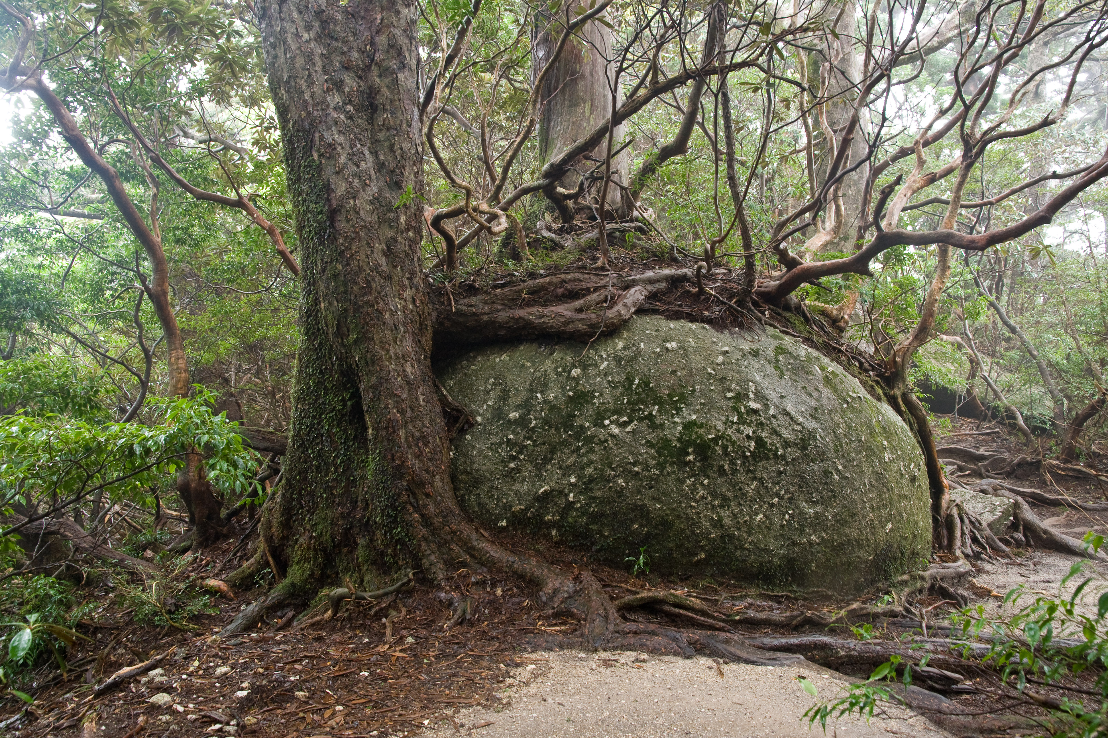 Forest in Yakushima 73