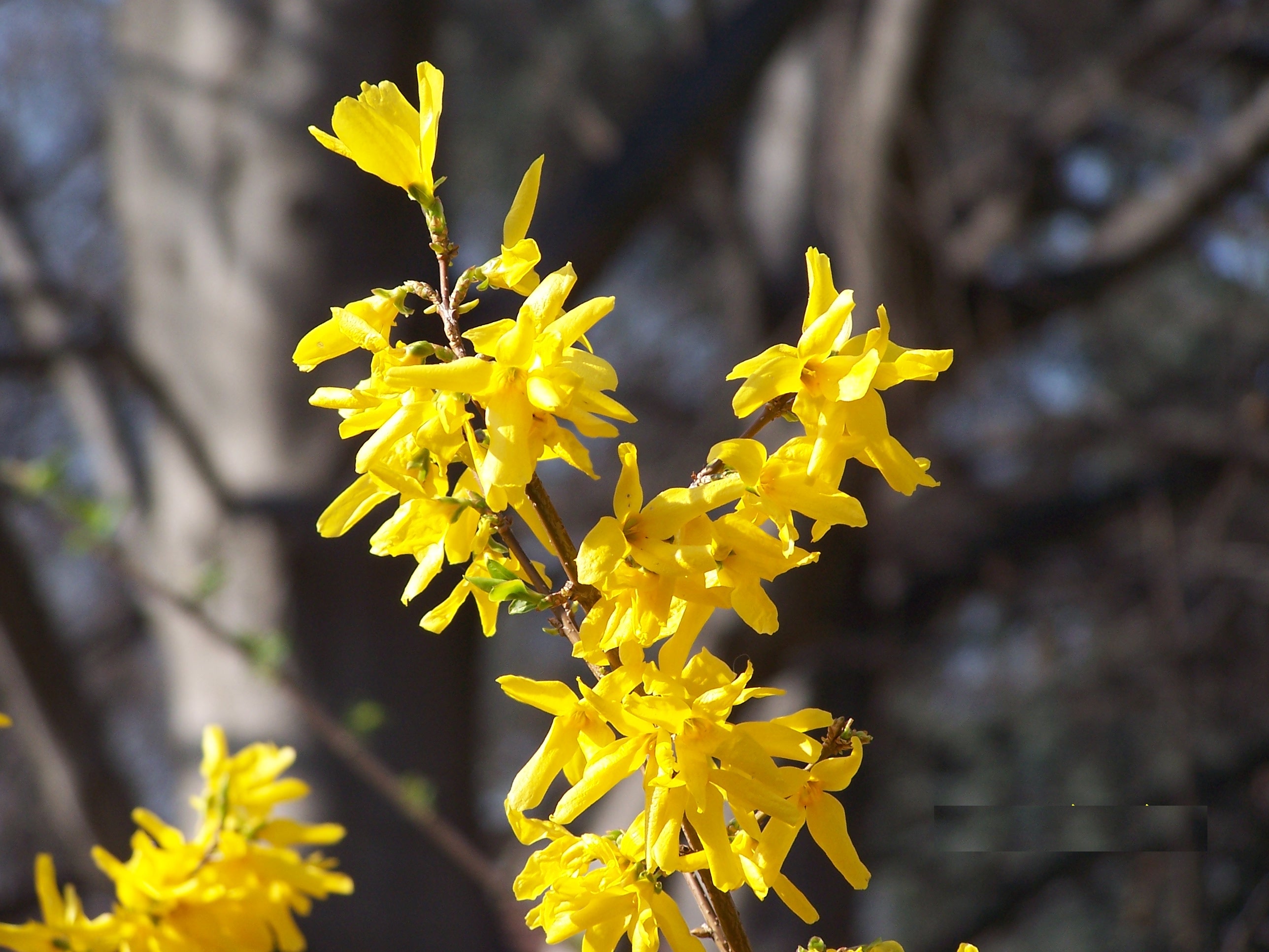 Forsythia turin