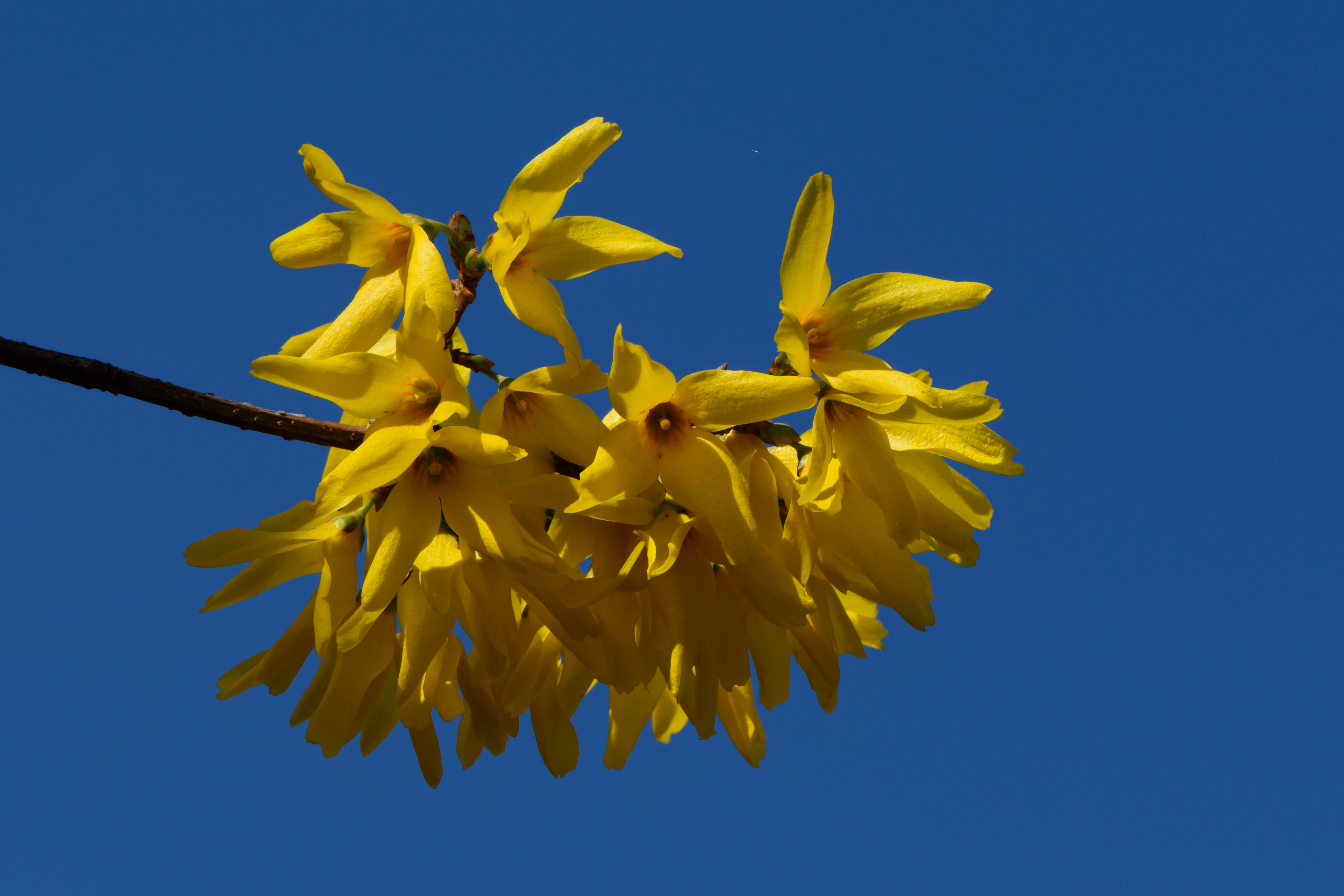 Forsythia x intermedia 01