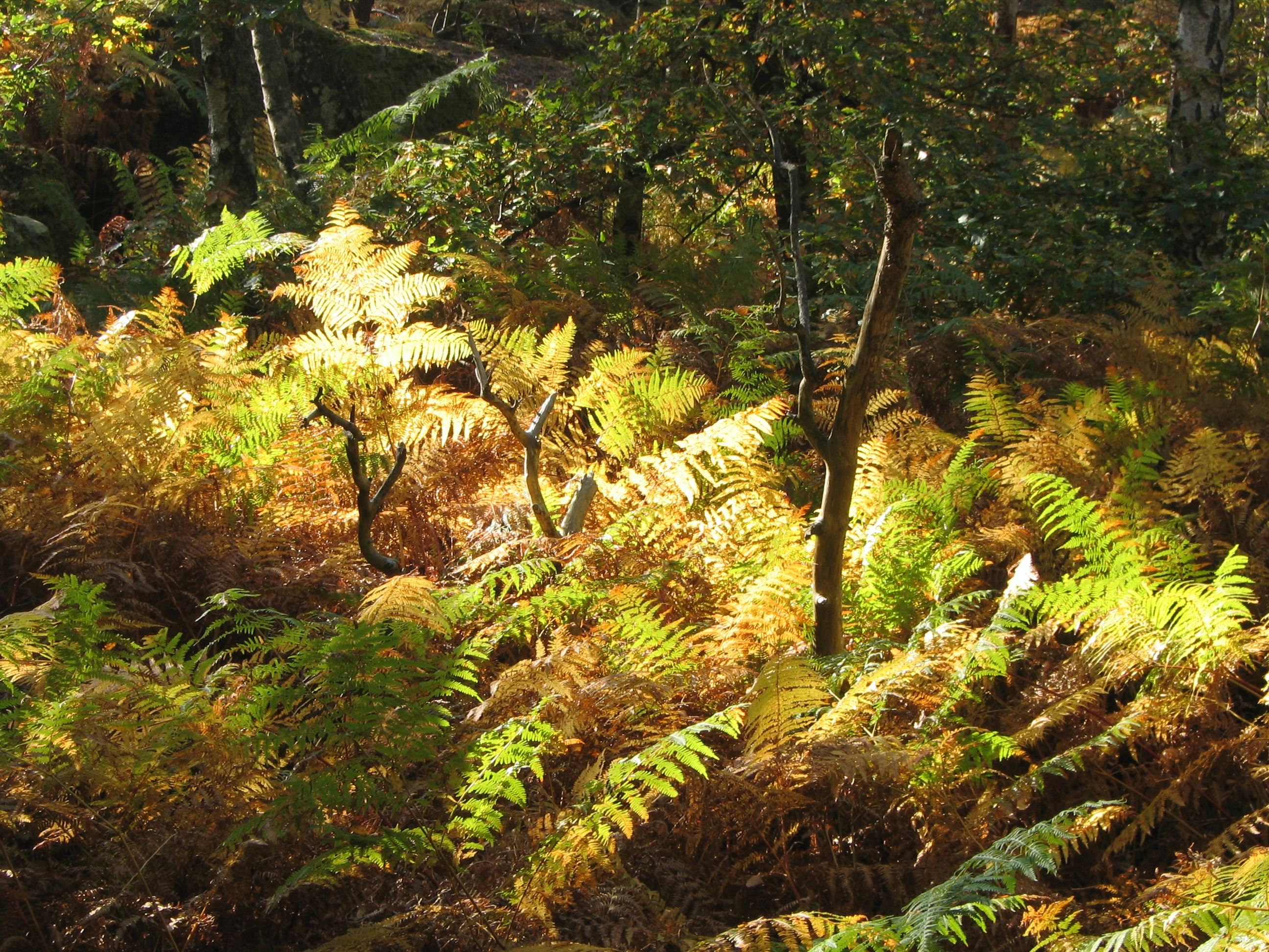 Fougères en forêt de Fontainebleau2