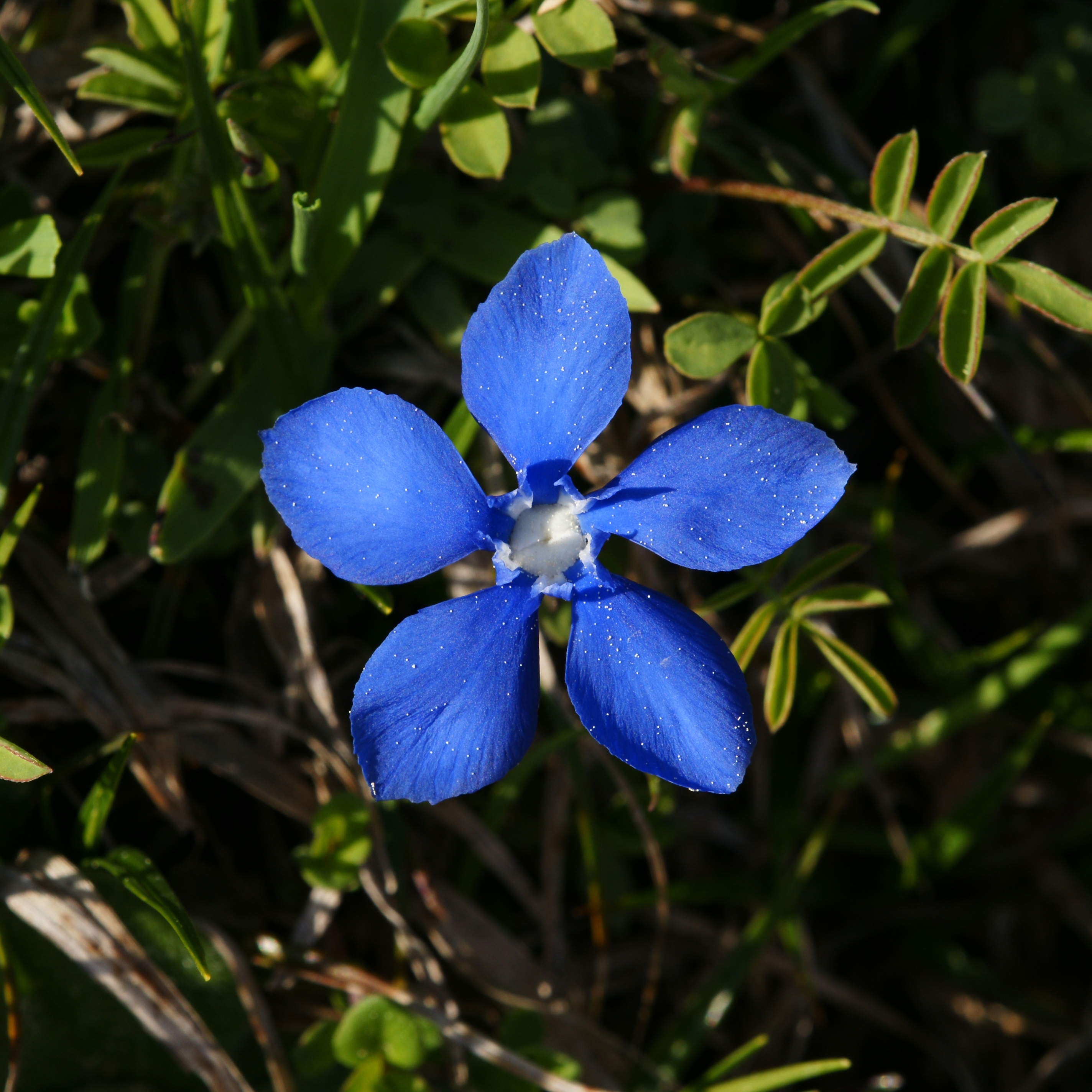 Frühlings Enzian Gentiana verna 06