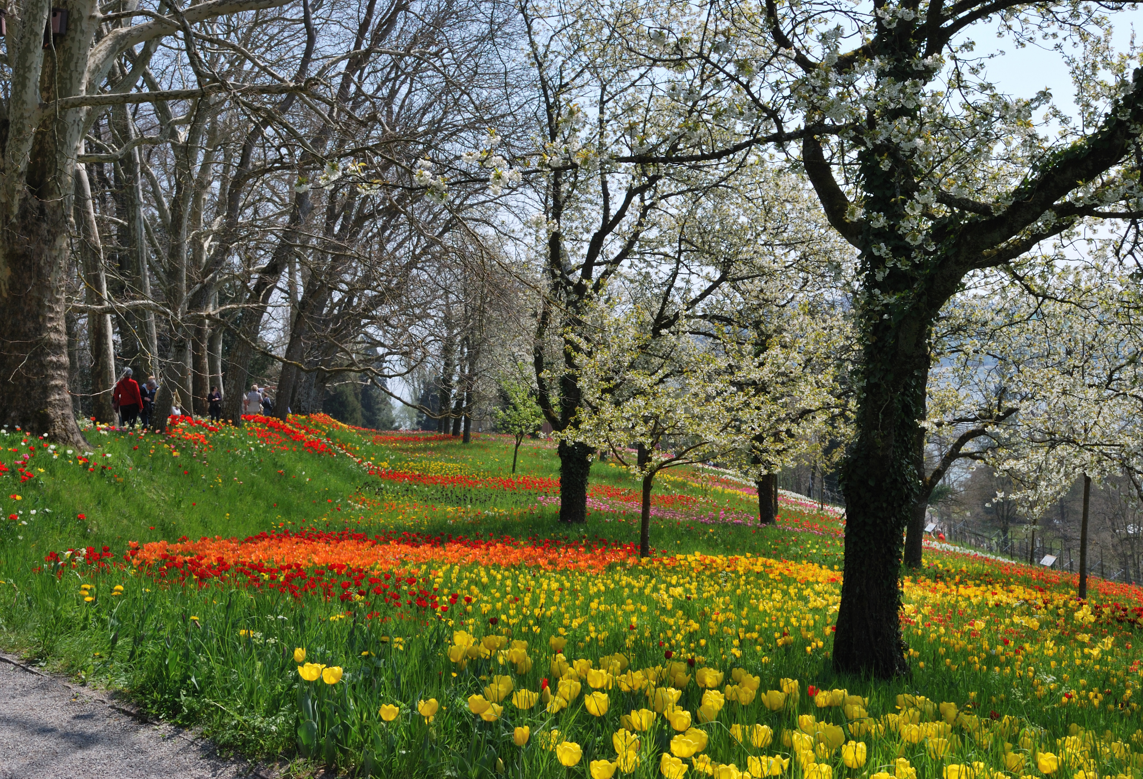 Frühlingsallee Tulpenblüte 2010 (2)