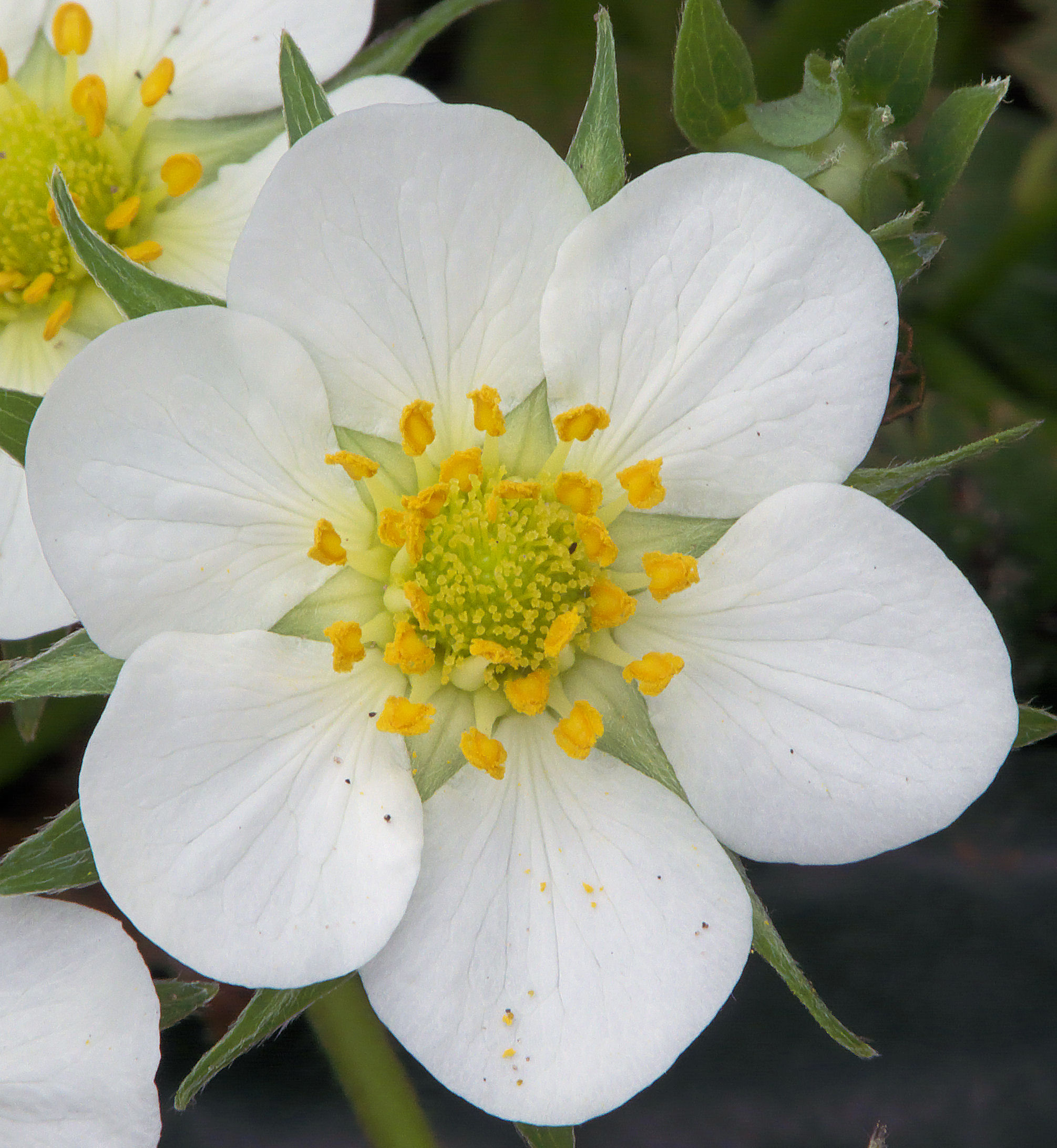 Fragaria × ananassa flower, aardbei bloem 'Karina'
